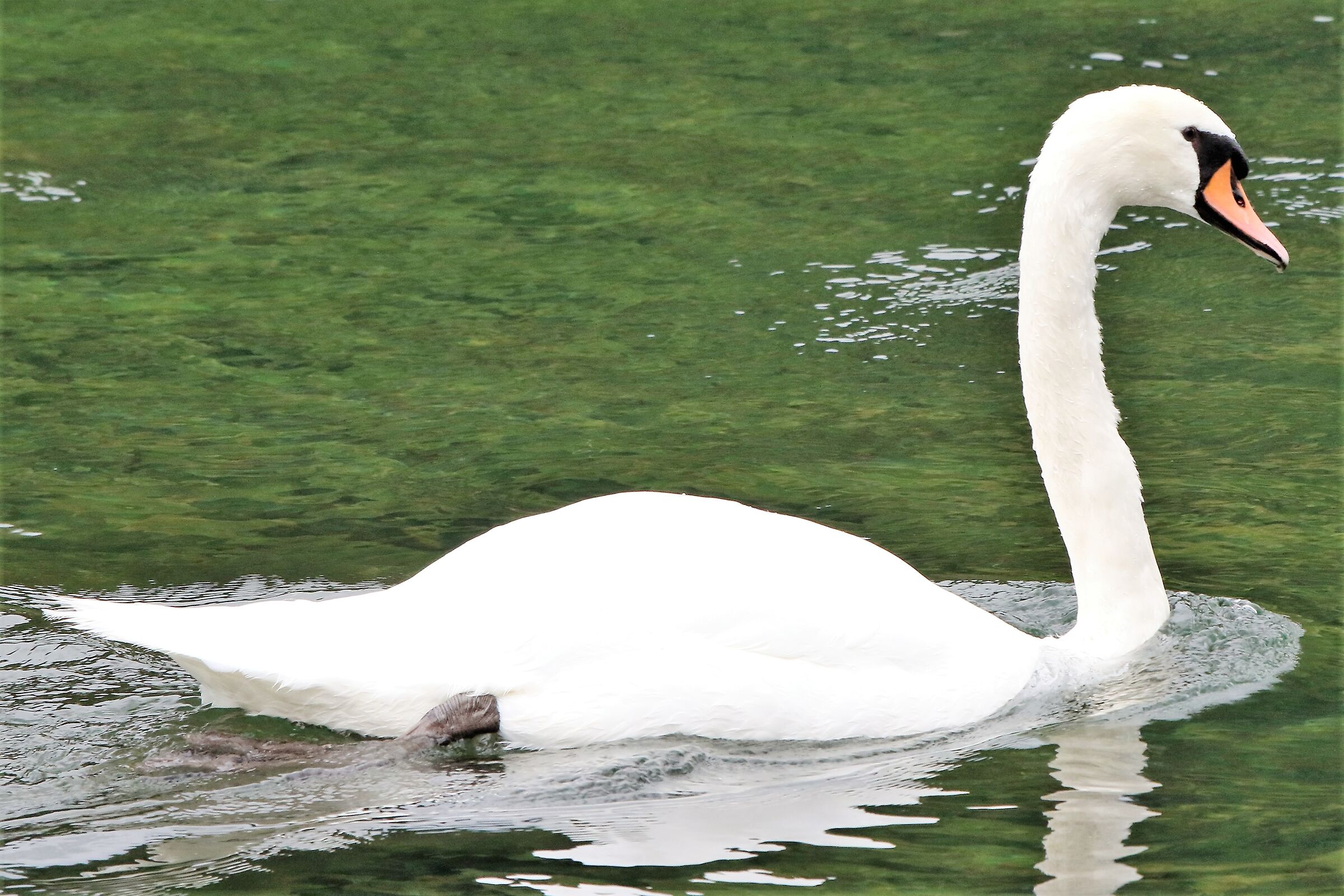 Swan