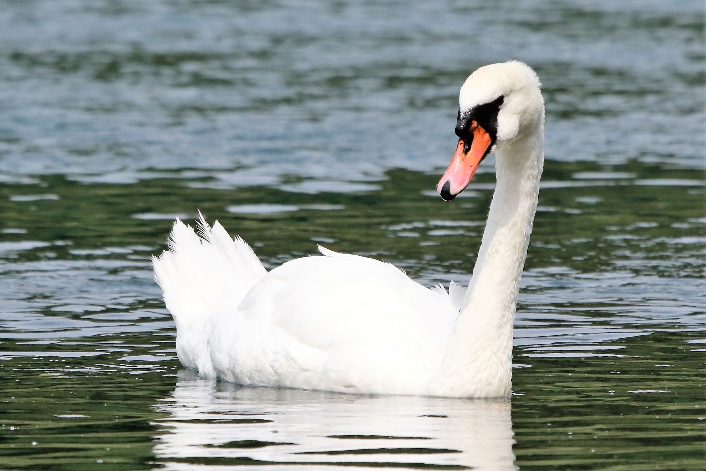 Swan