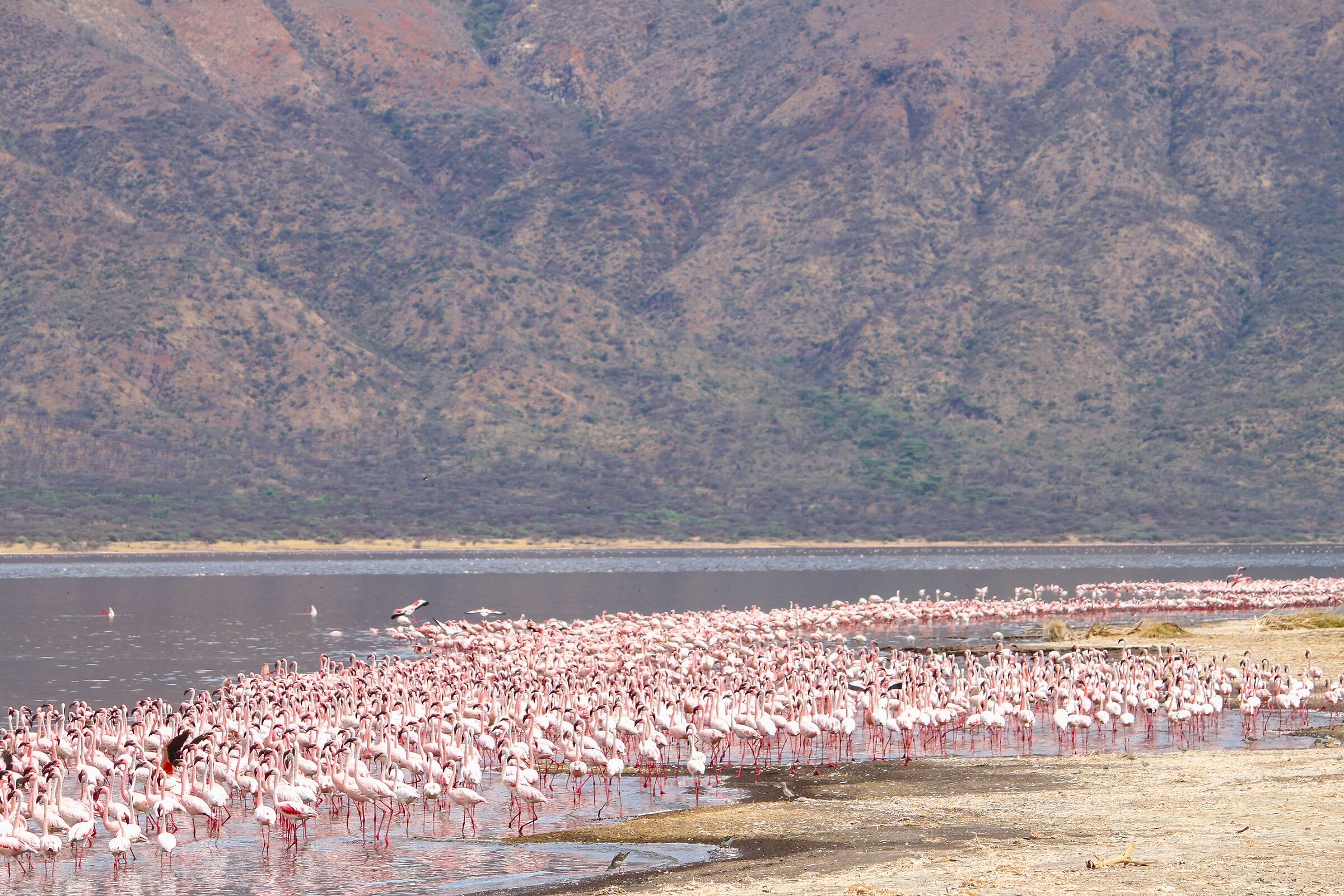 M'illumino di rosa...