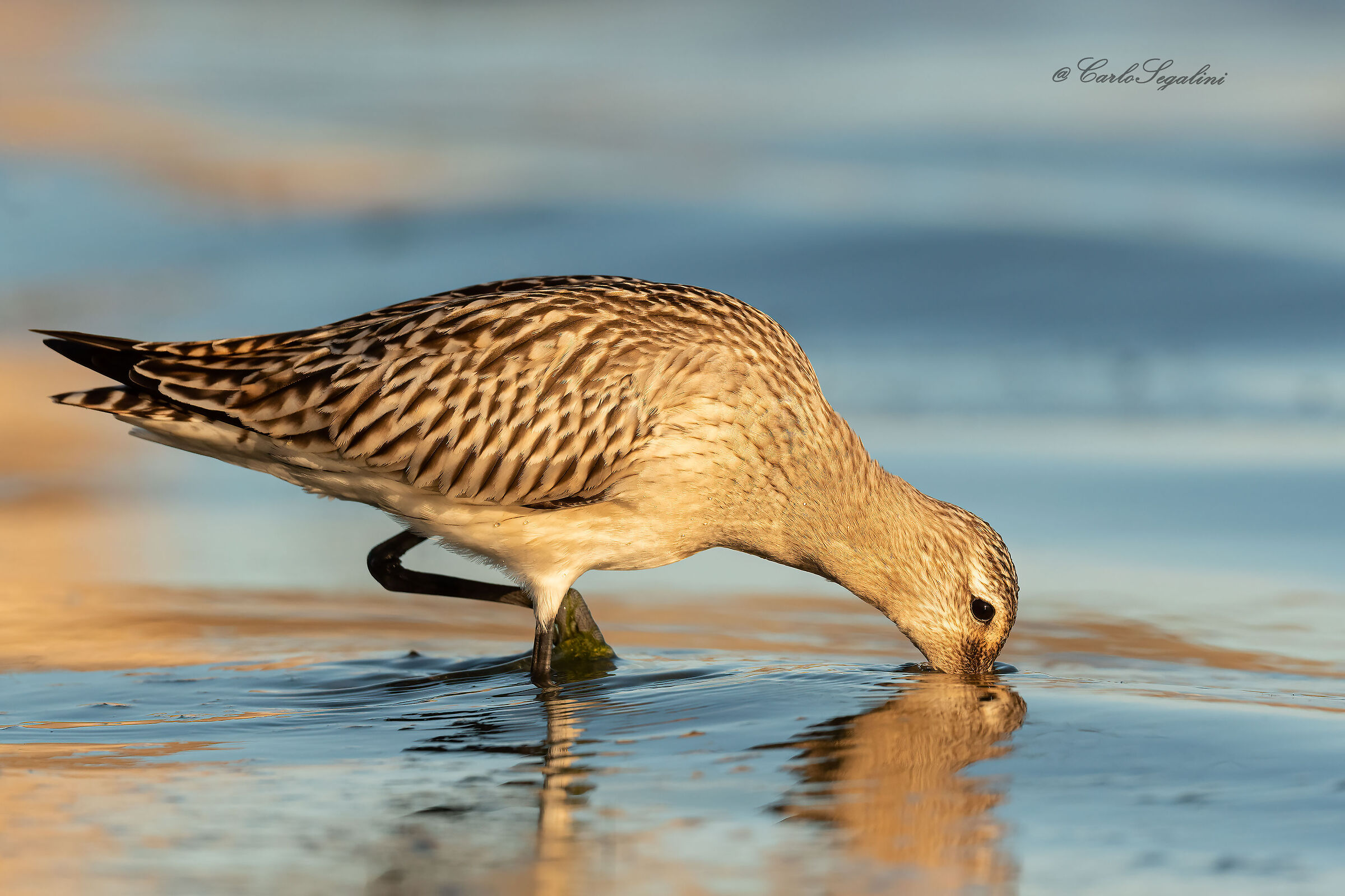 Limosa lapponica (Pittima minore)