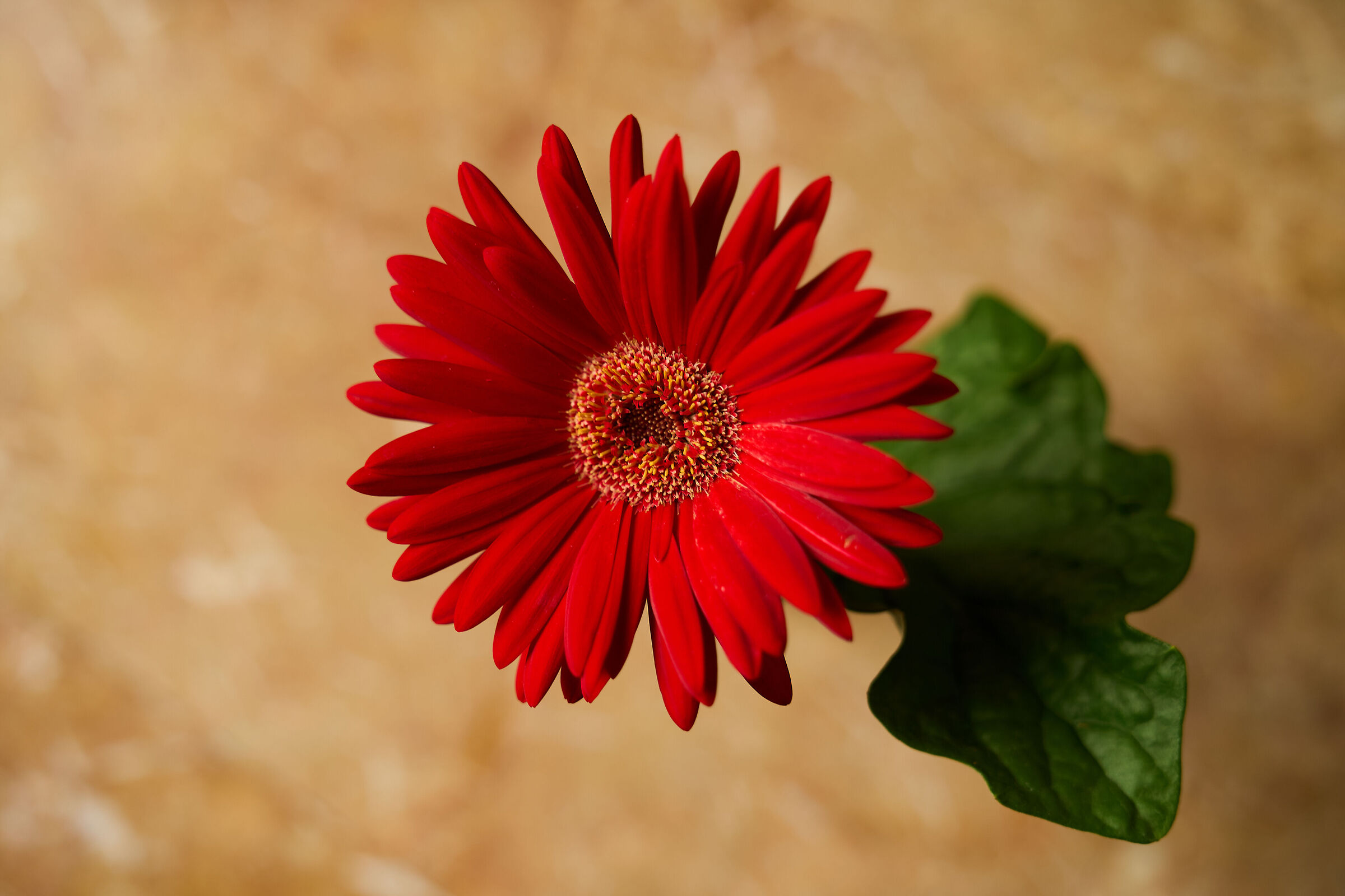 Gerbera su marmo rosa di Verona.