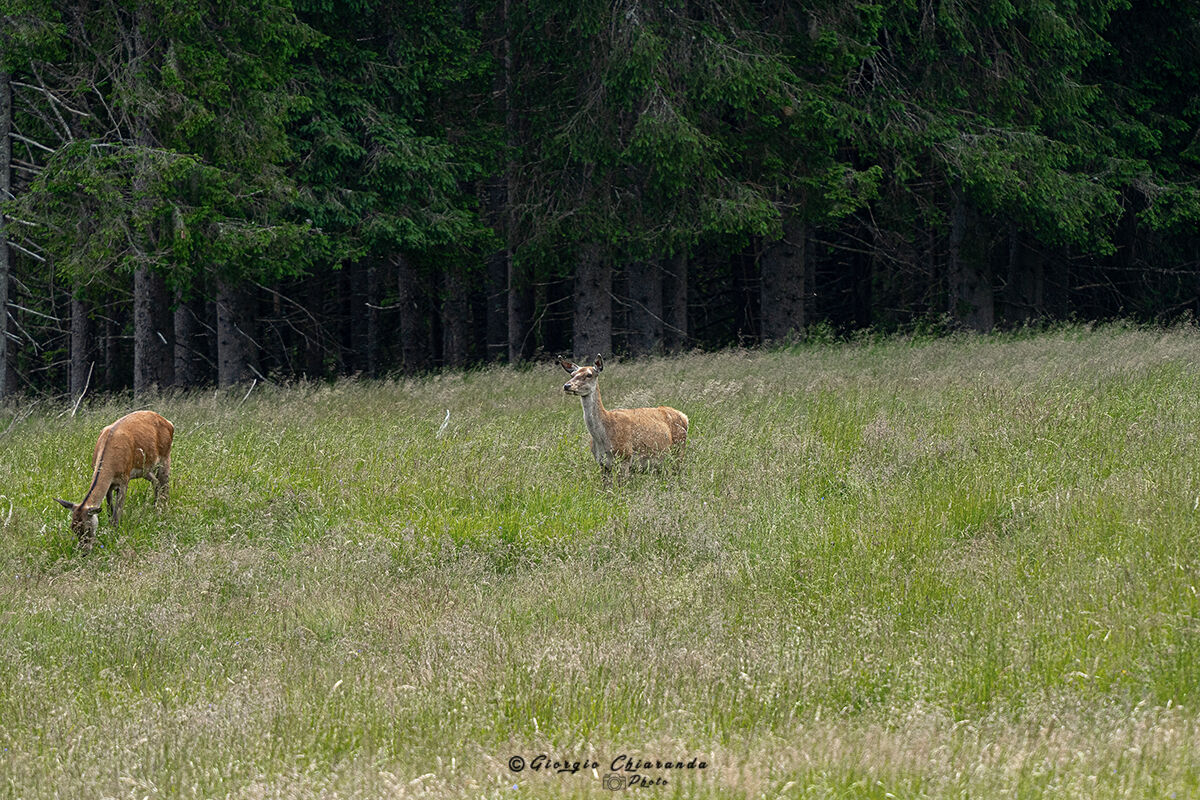 Grazing carefully (Cerve)
