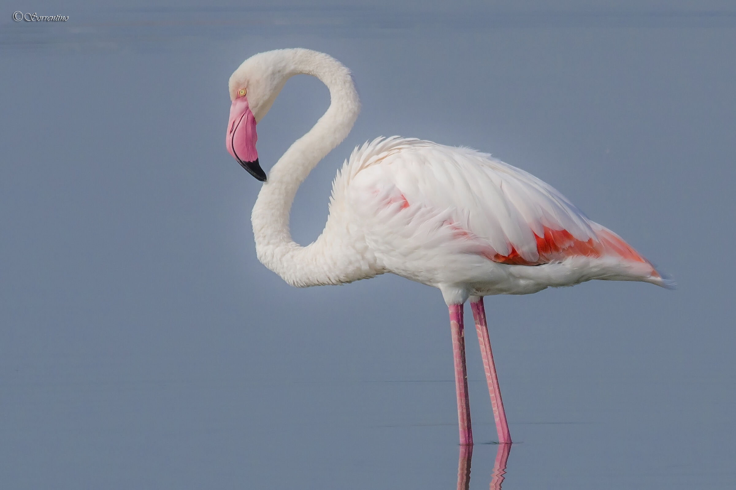 Flamingo