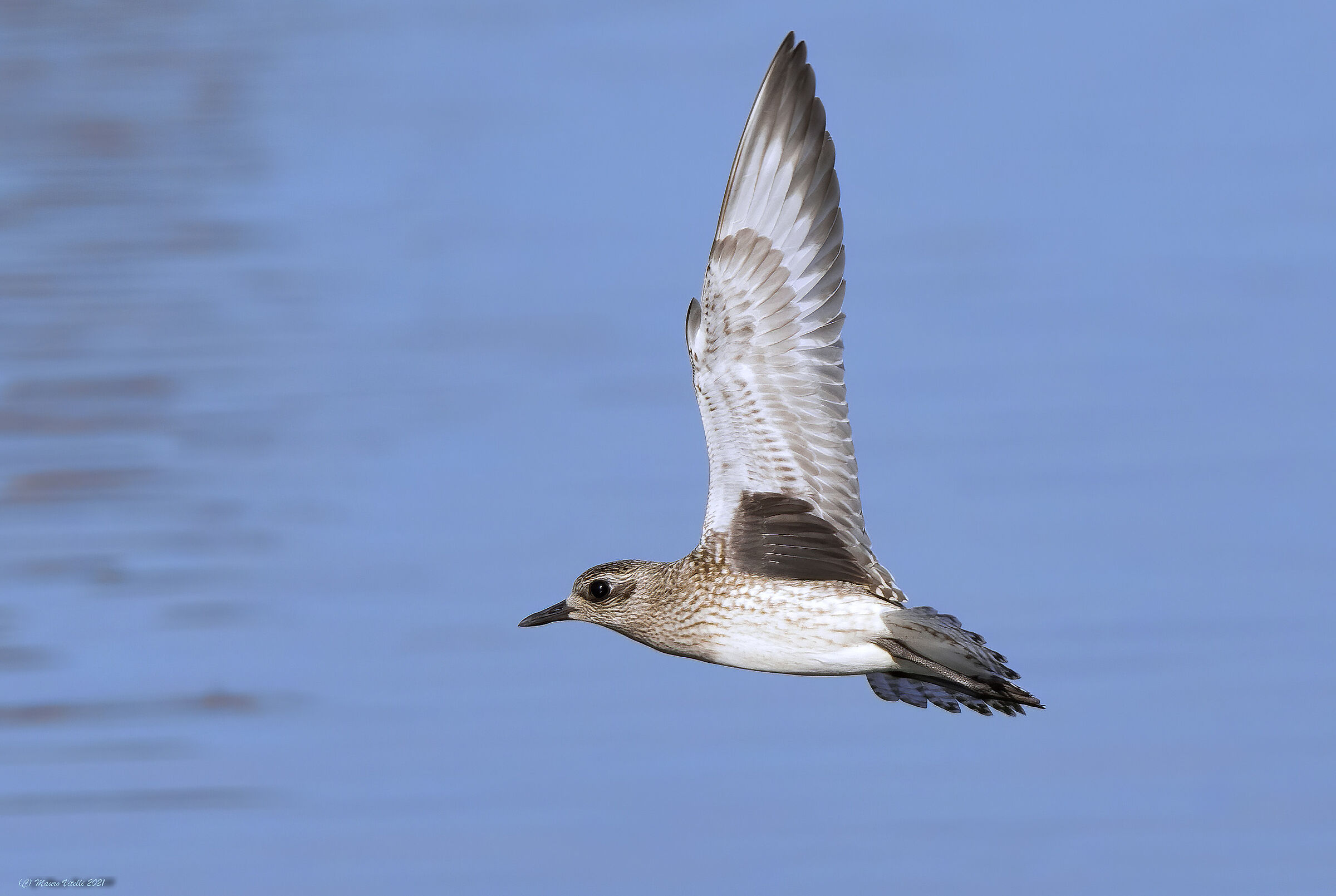 Ploveress (Pluvialis squatarola)