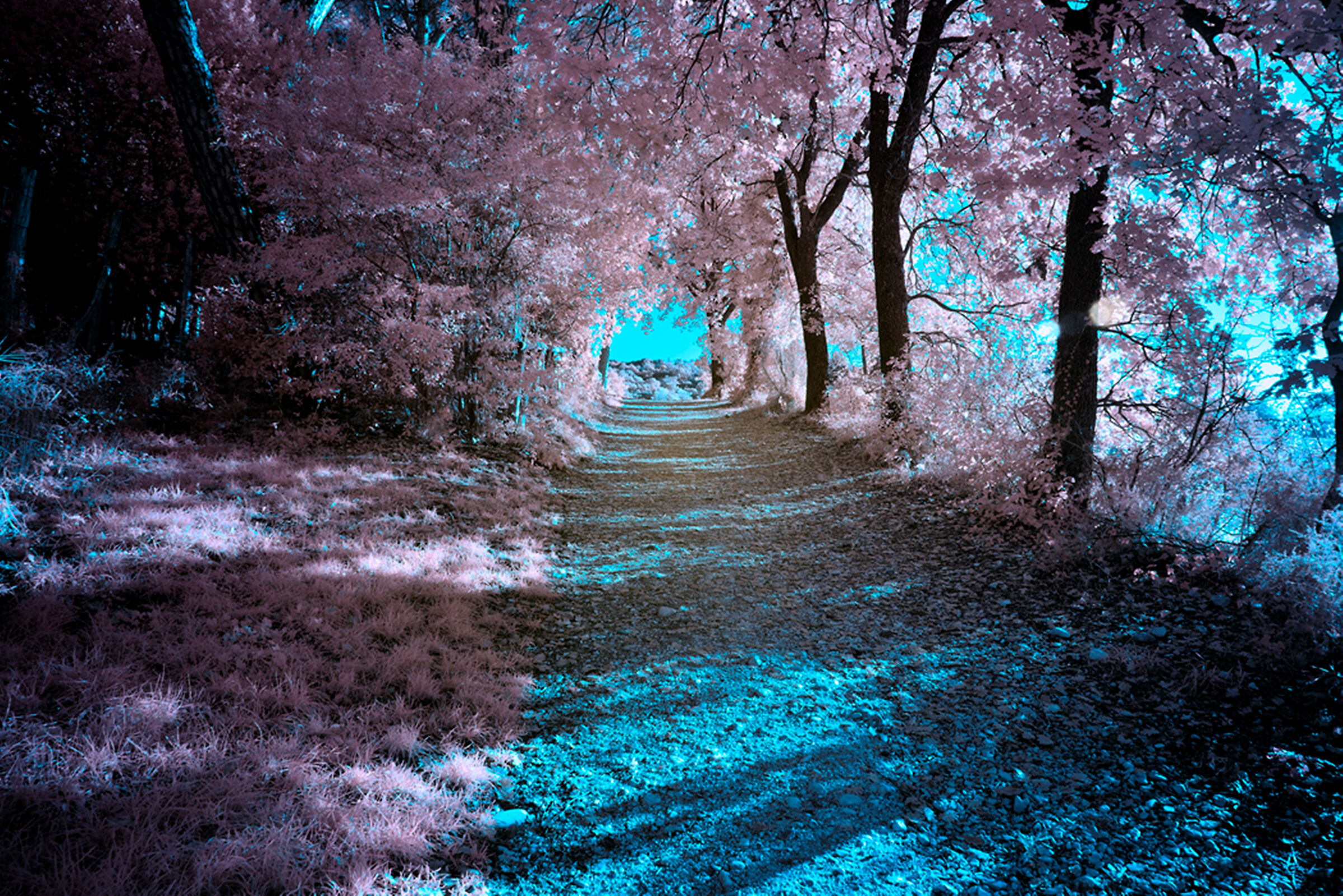 Infrared Forest 2