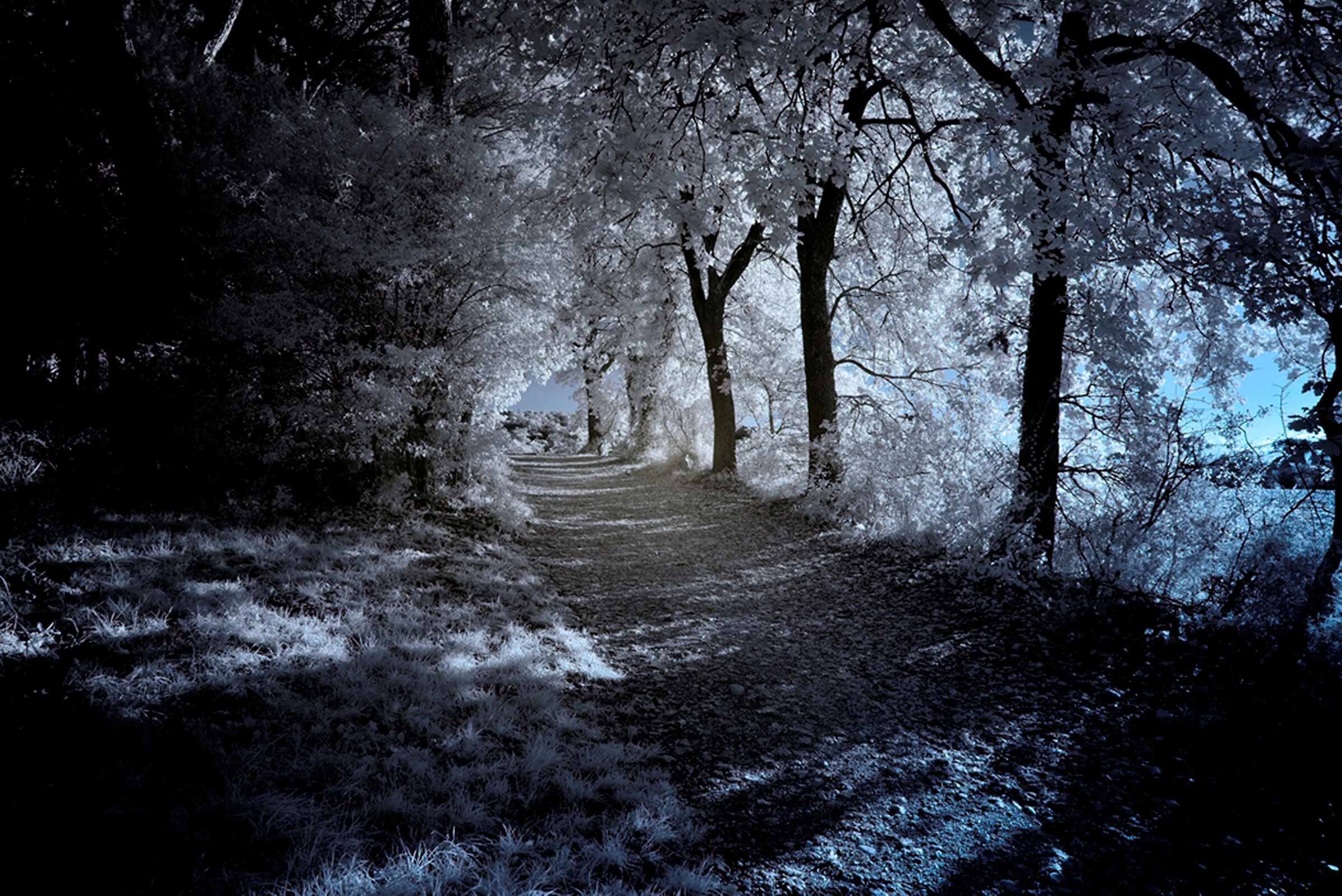 Infrared forest 1