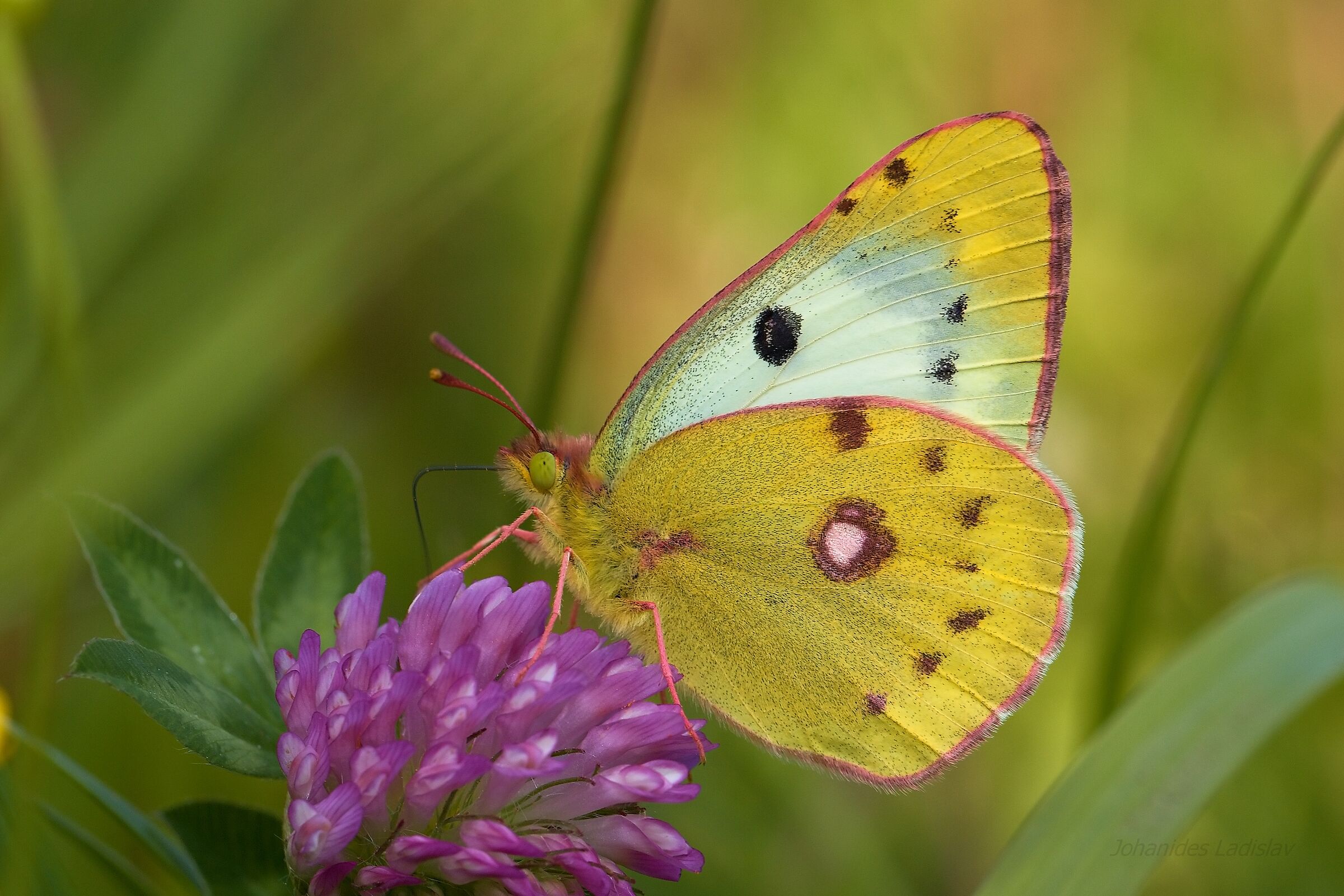 Colias alfacariensis (femmina)