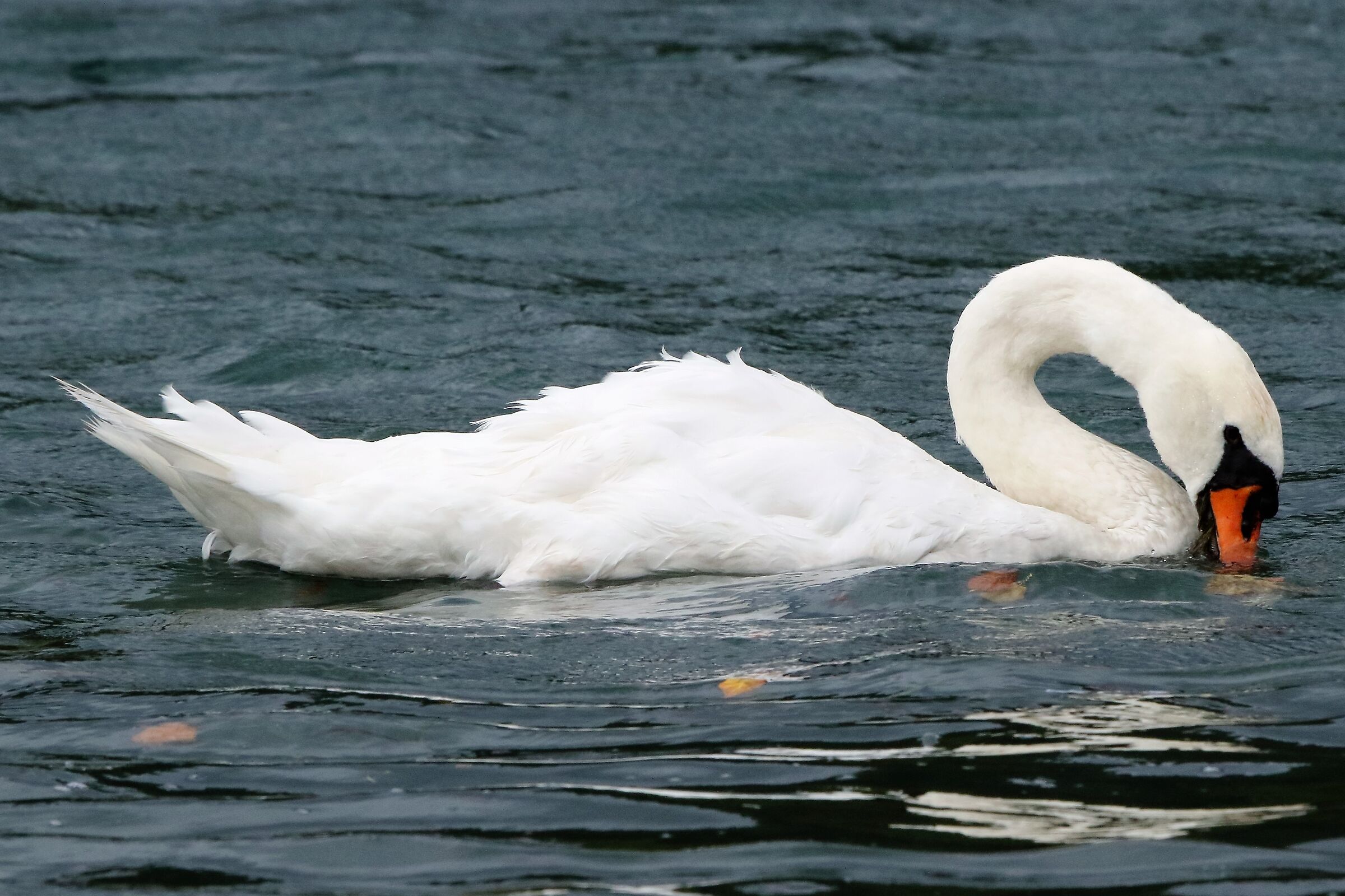 swan