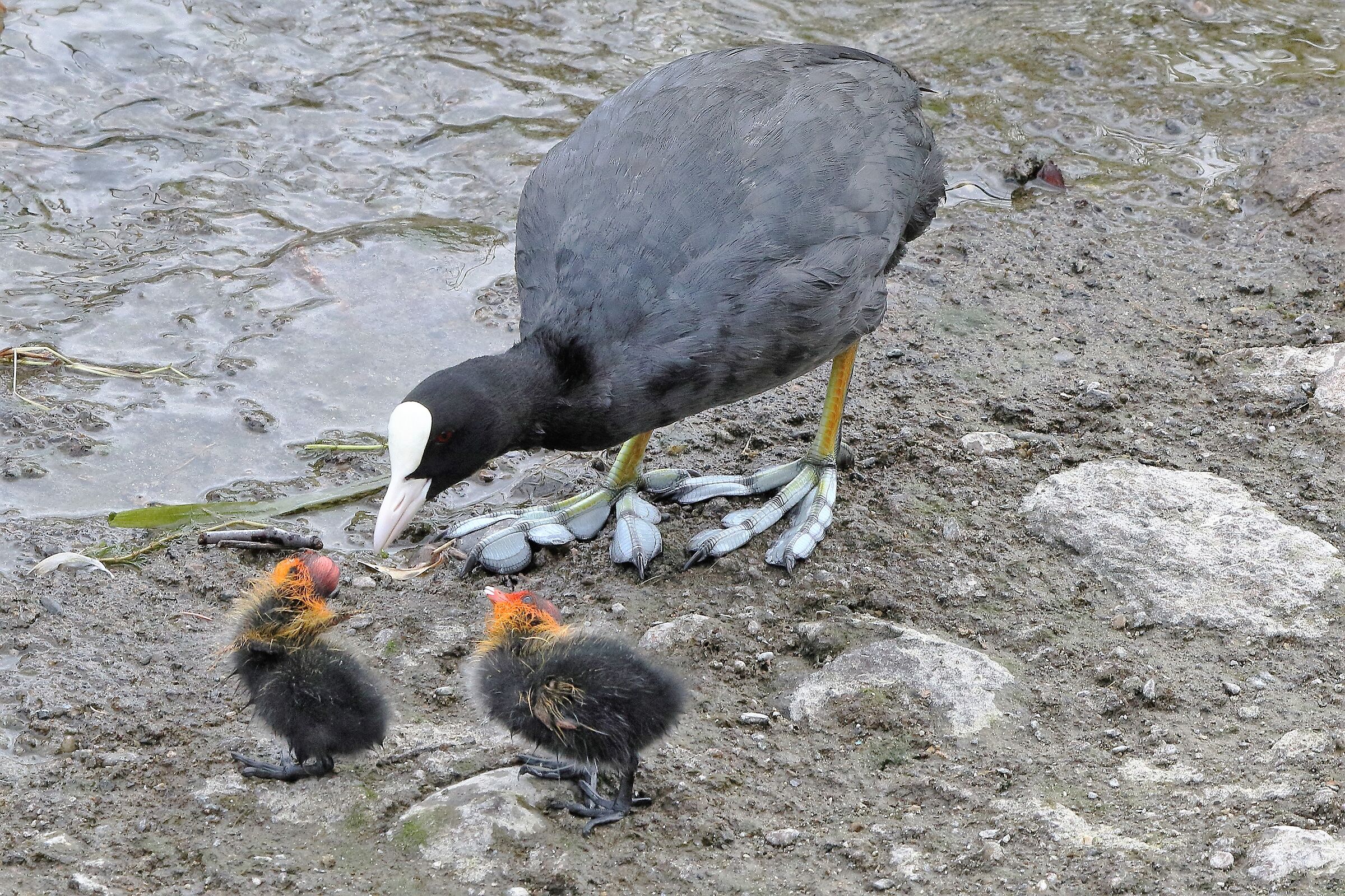 coot with offspring