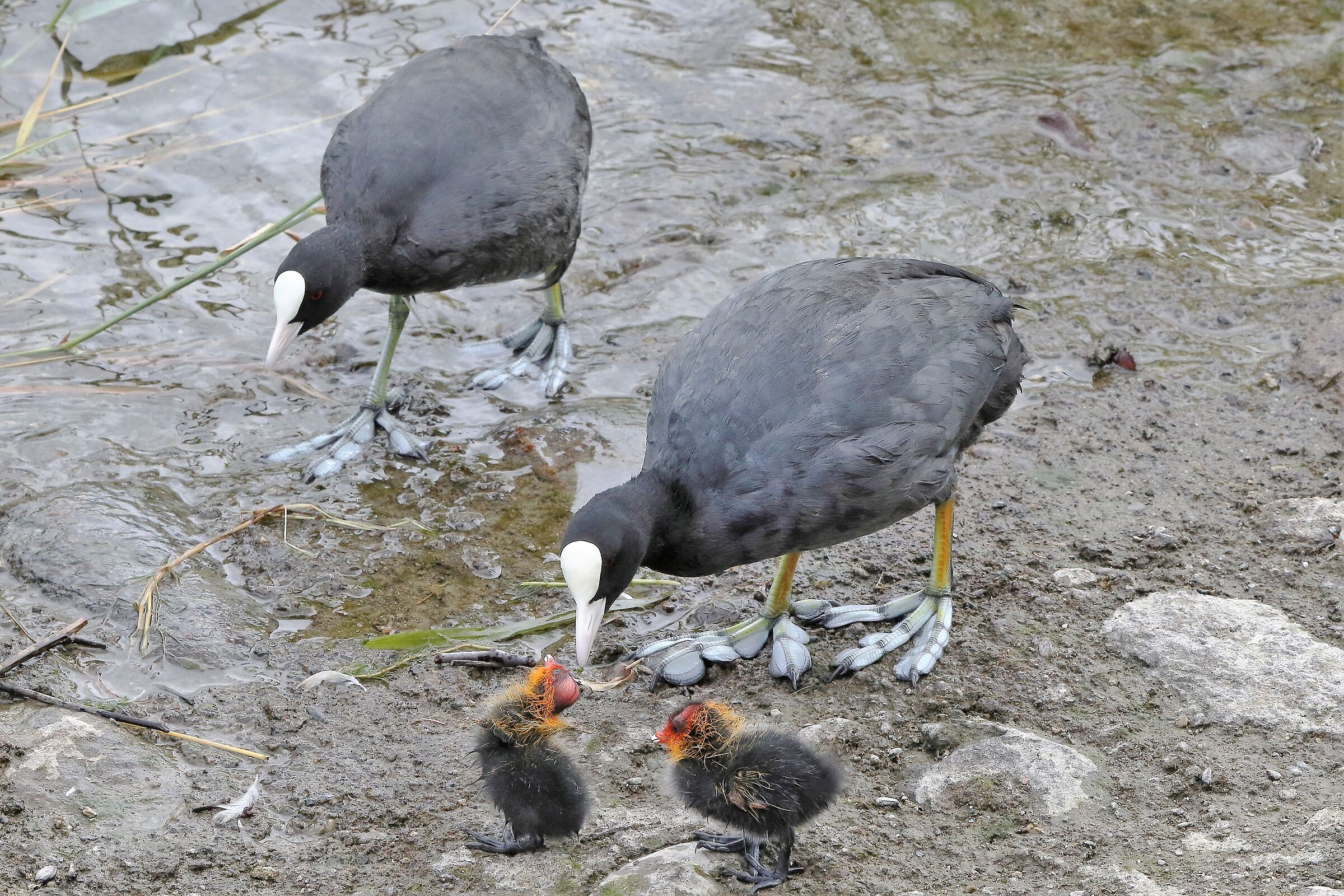 coot with offspring