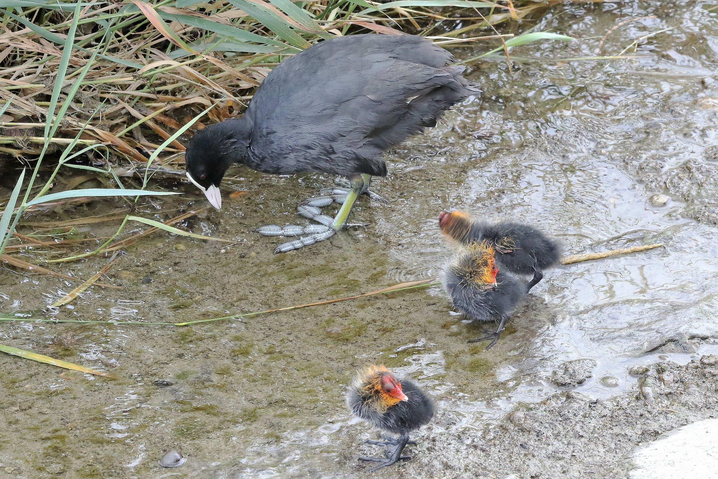 coot with offspring