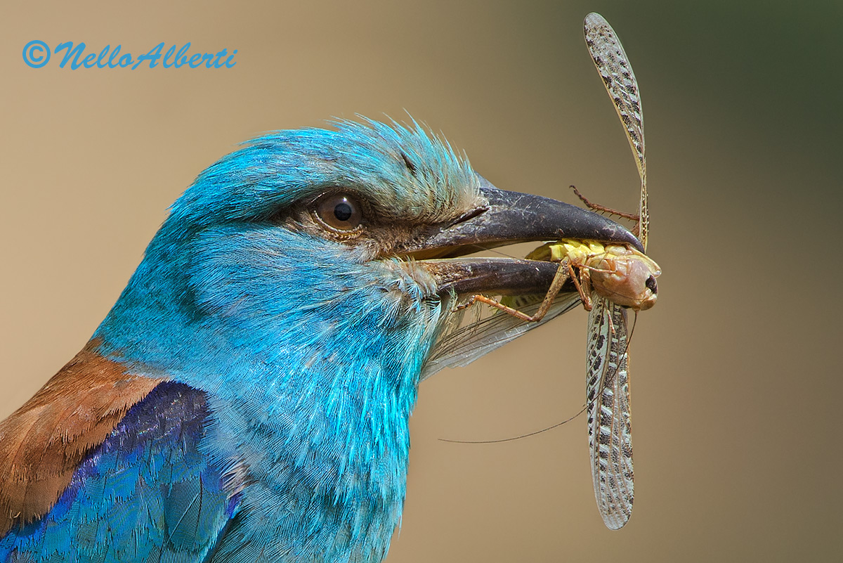 Particolare ..ghiandaia marina con preda