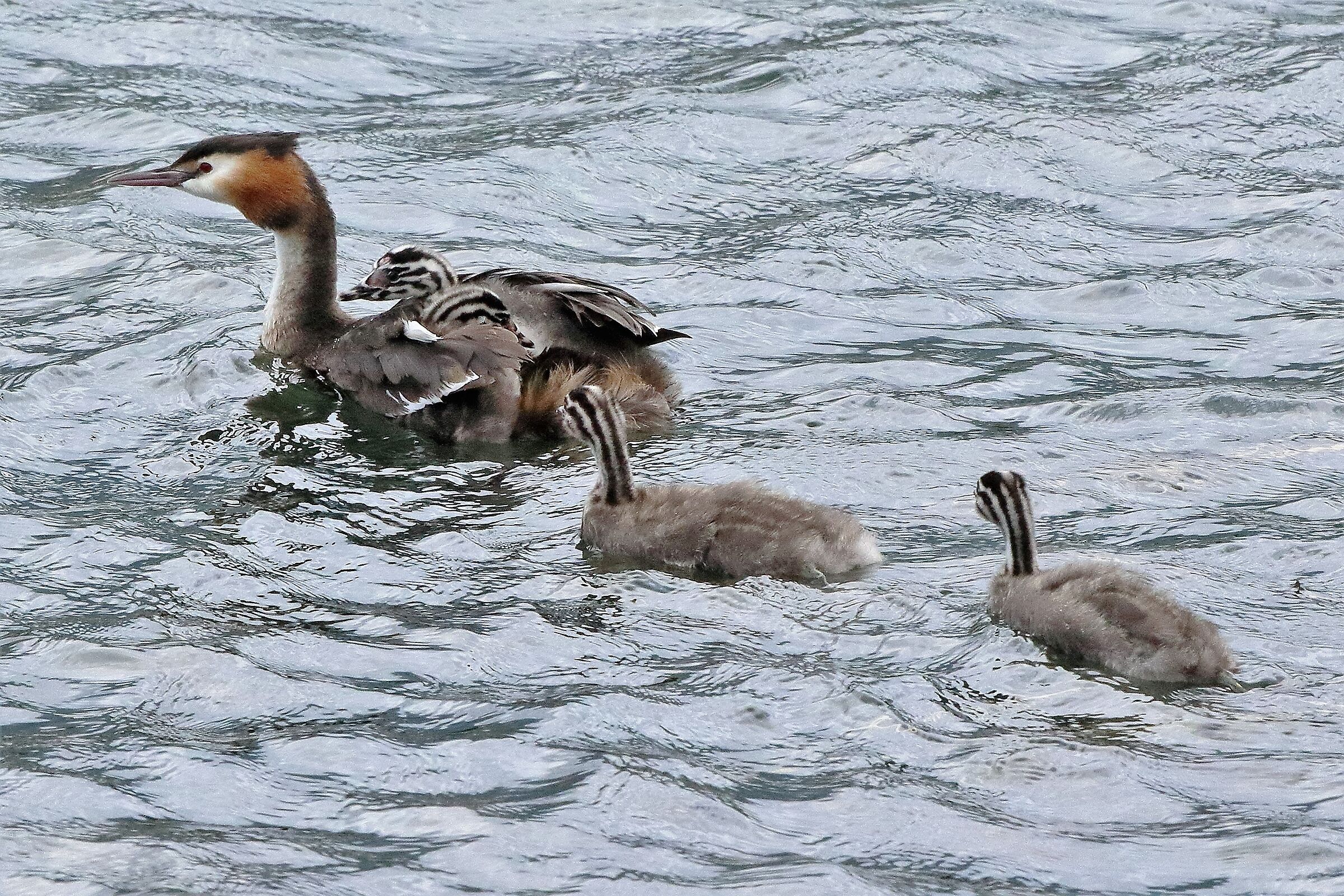 grebe with offspring