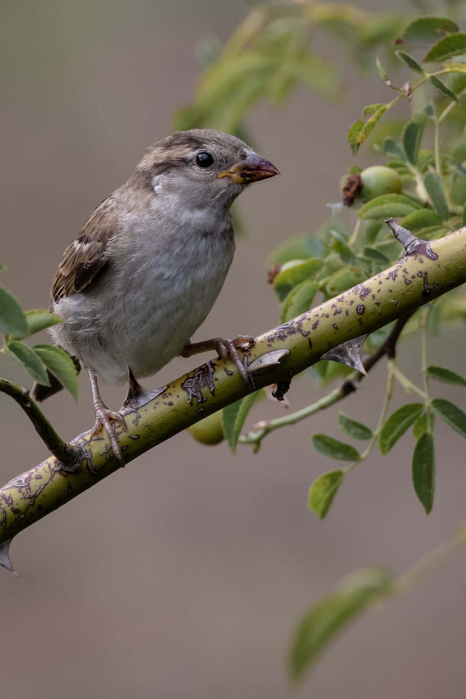 Umiltà e la semplicità | Humility and simplici...