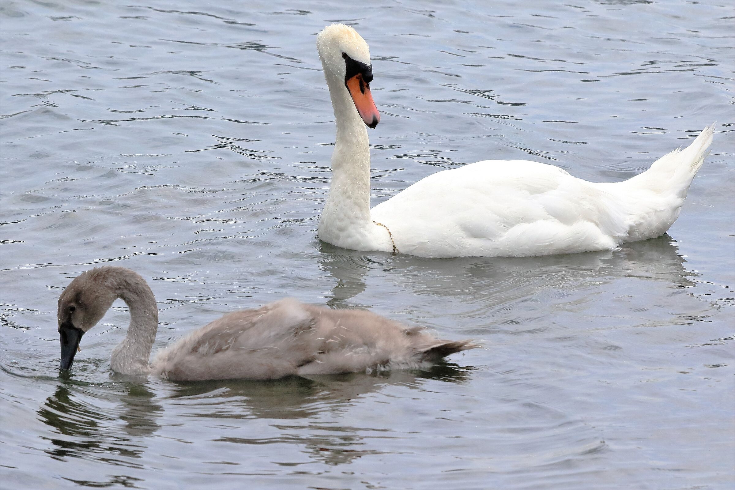 swan and newbie