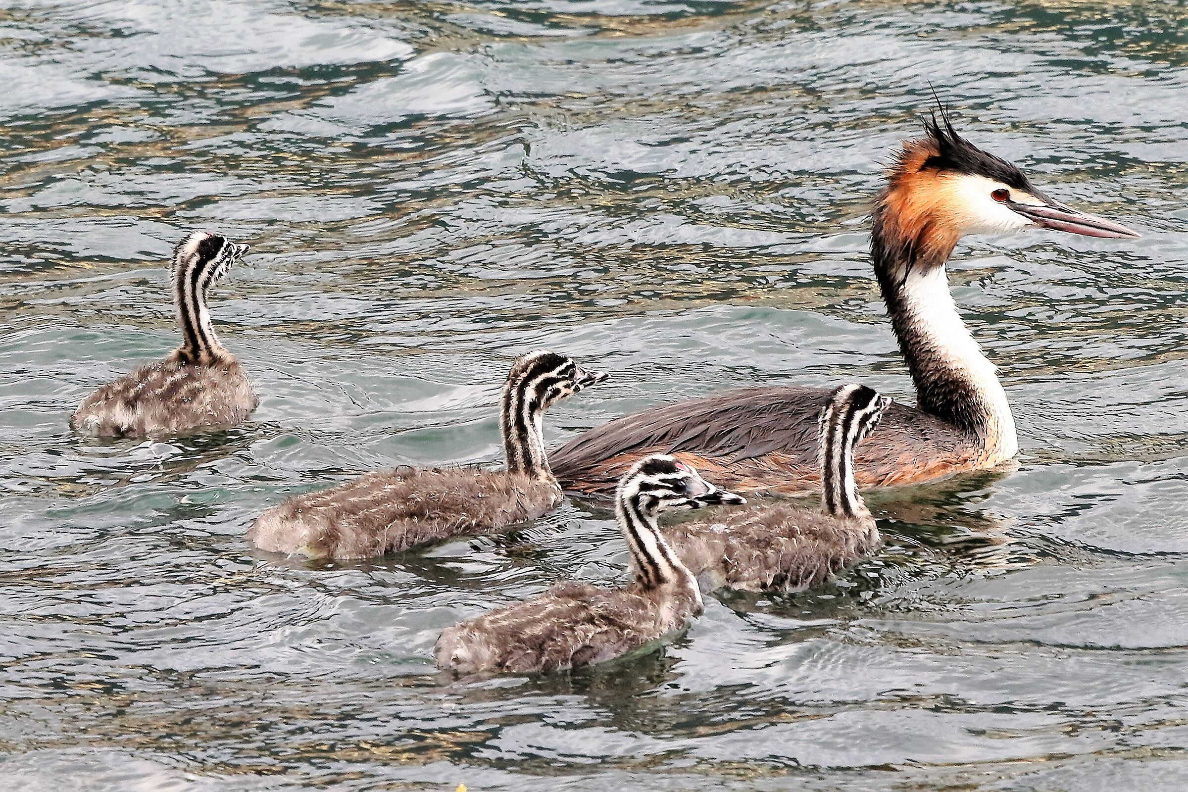 grebe with offspring