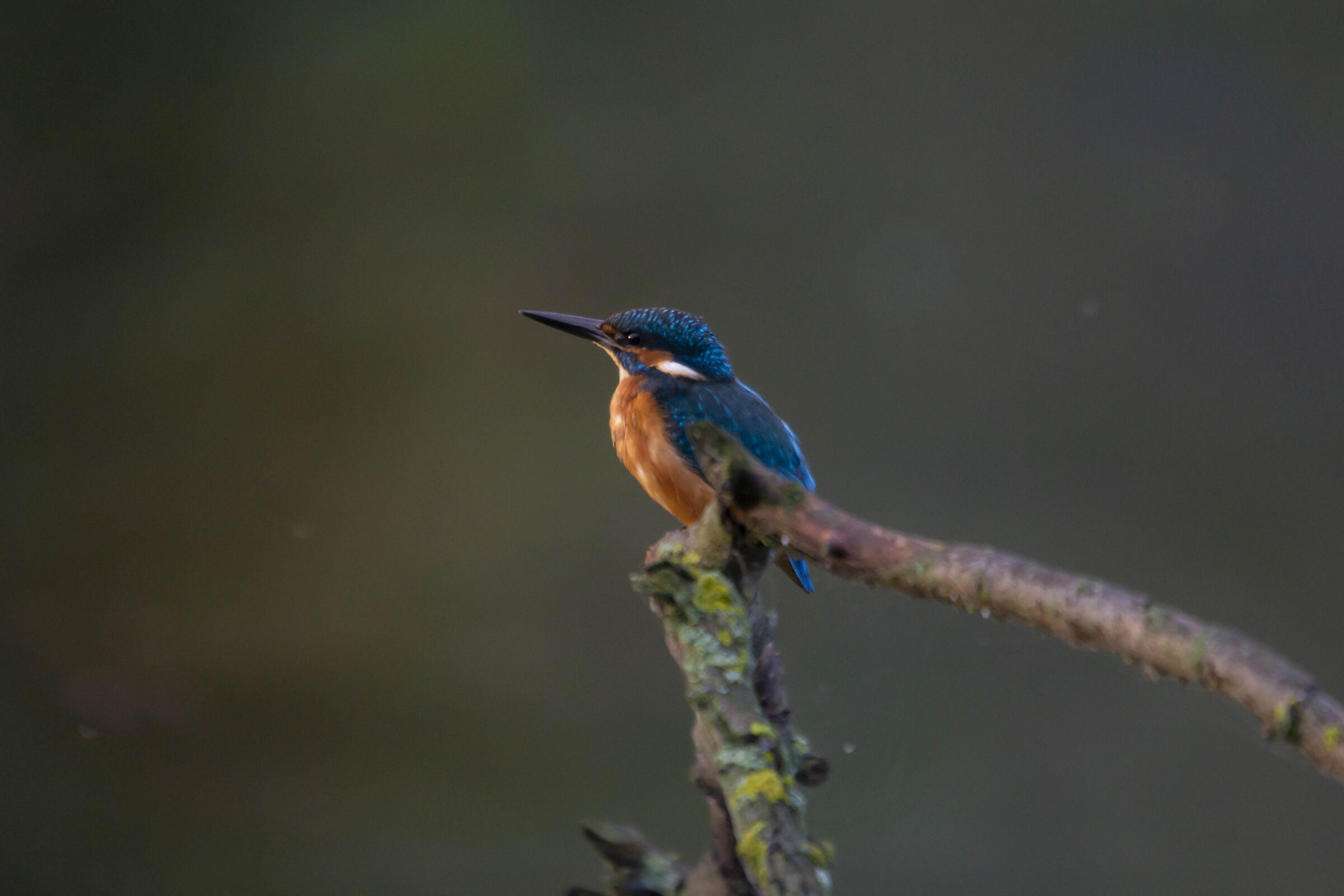 Kingfisher