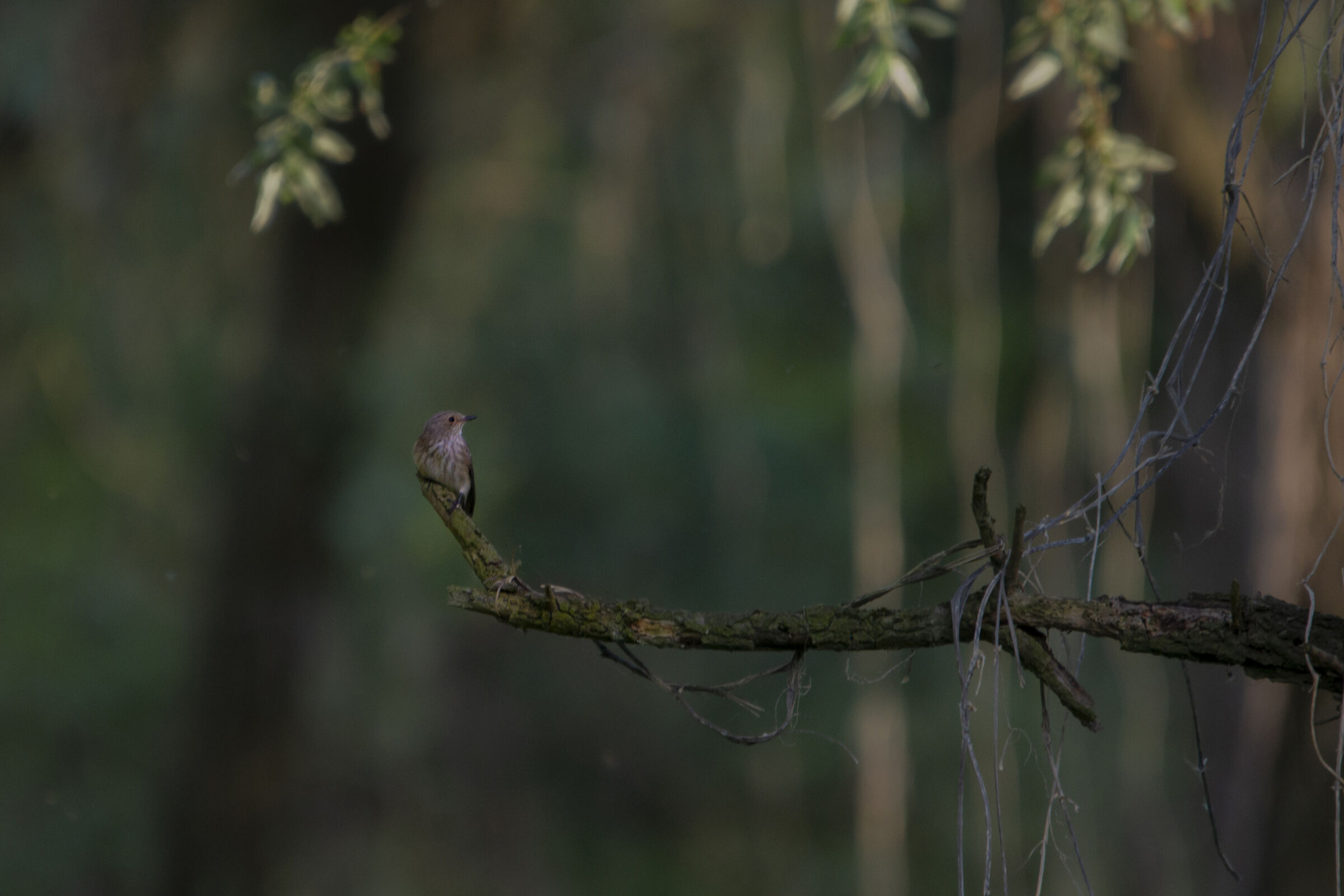 Flycatcher posing