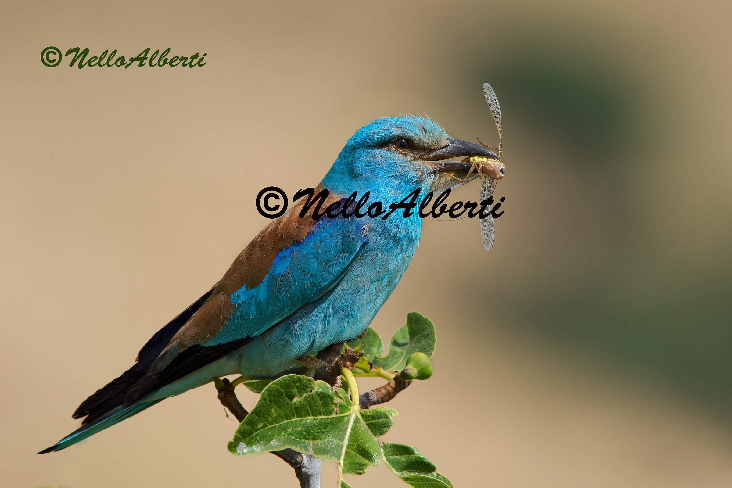 Ghiandaia marina con preda.n.20