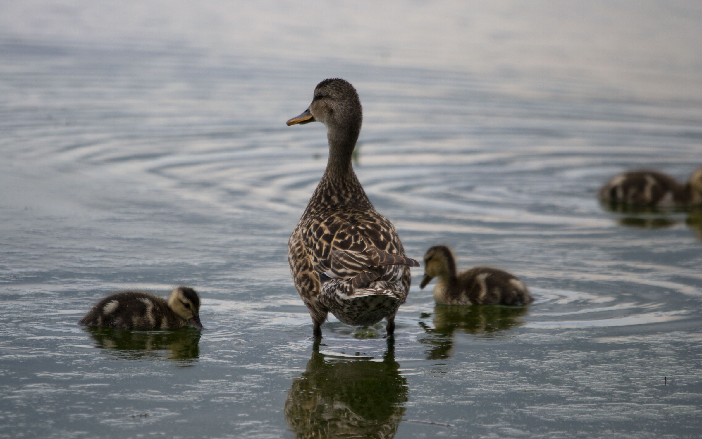 Female mallard with family