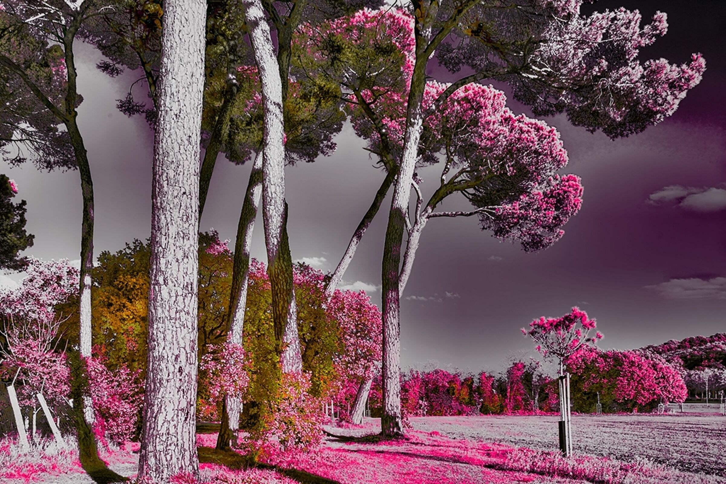 Infrared Trees