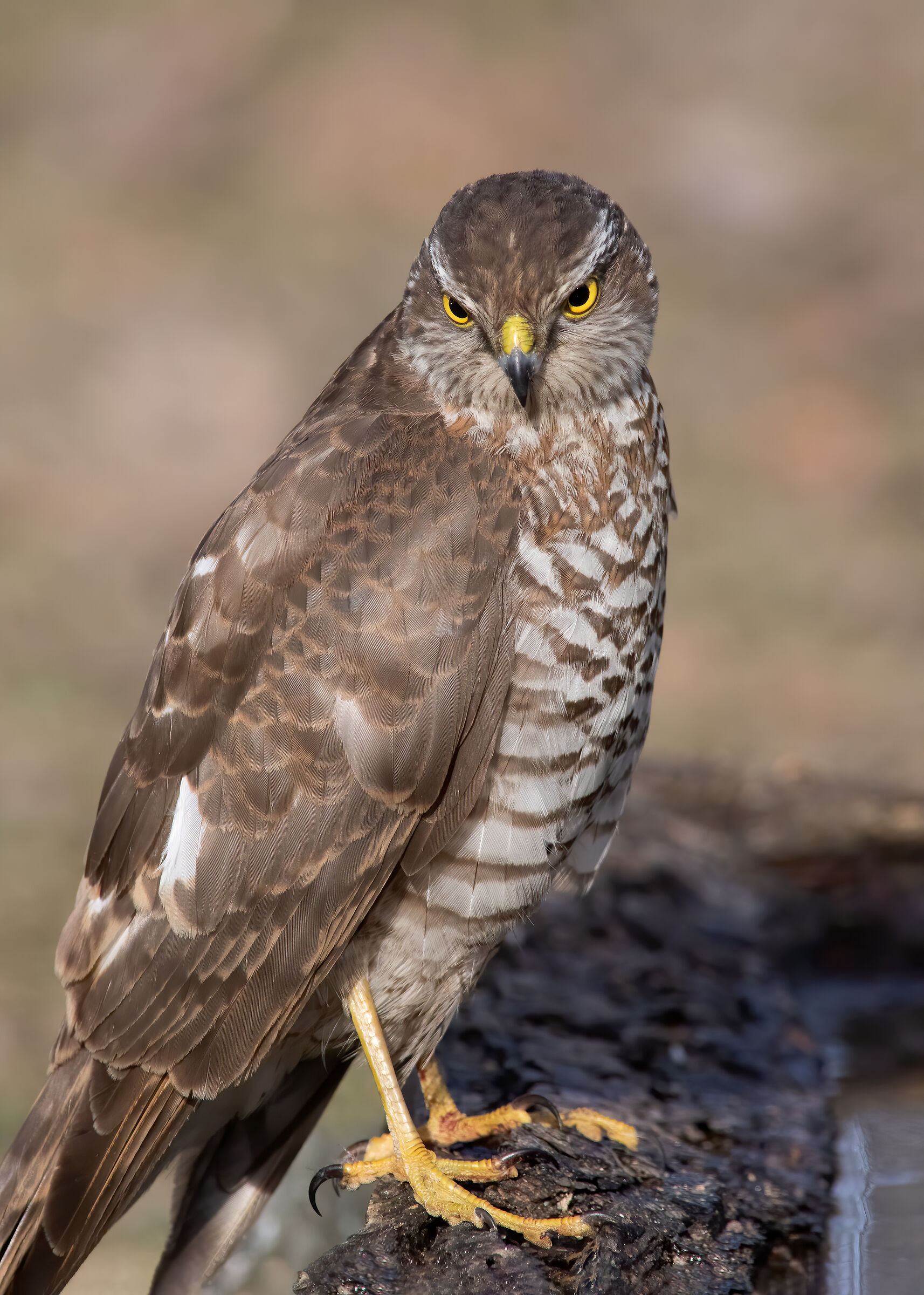 Sparviere (Accipiter nisus) wild @ pianura parmense.