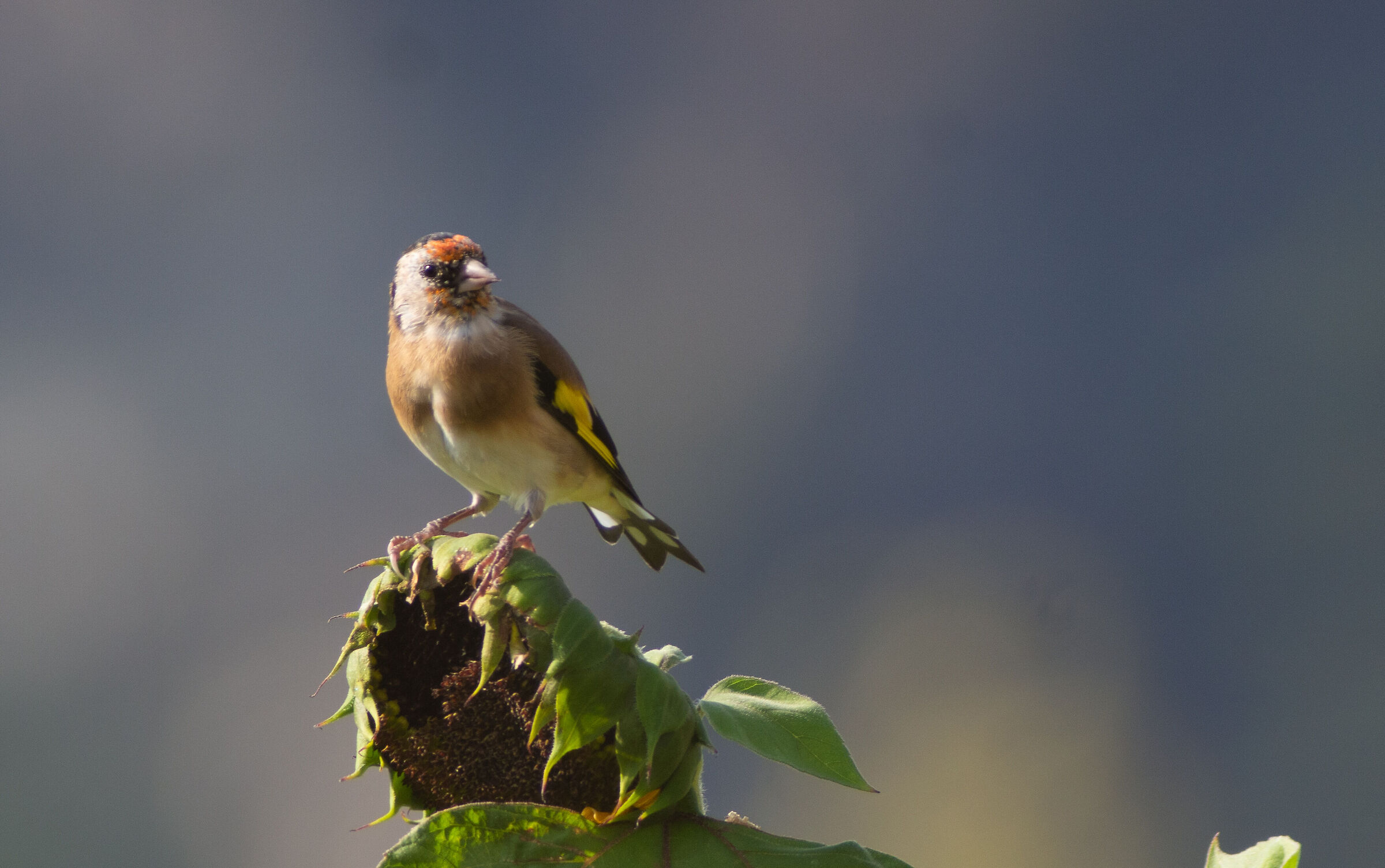 Il girasole e il cardellino