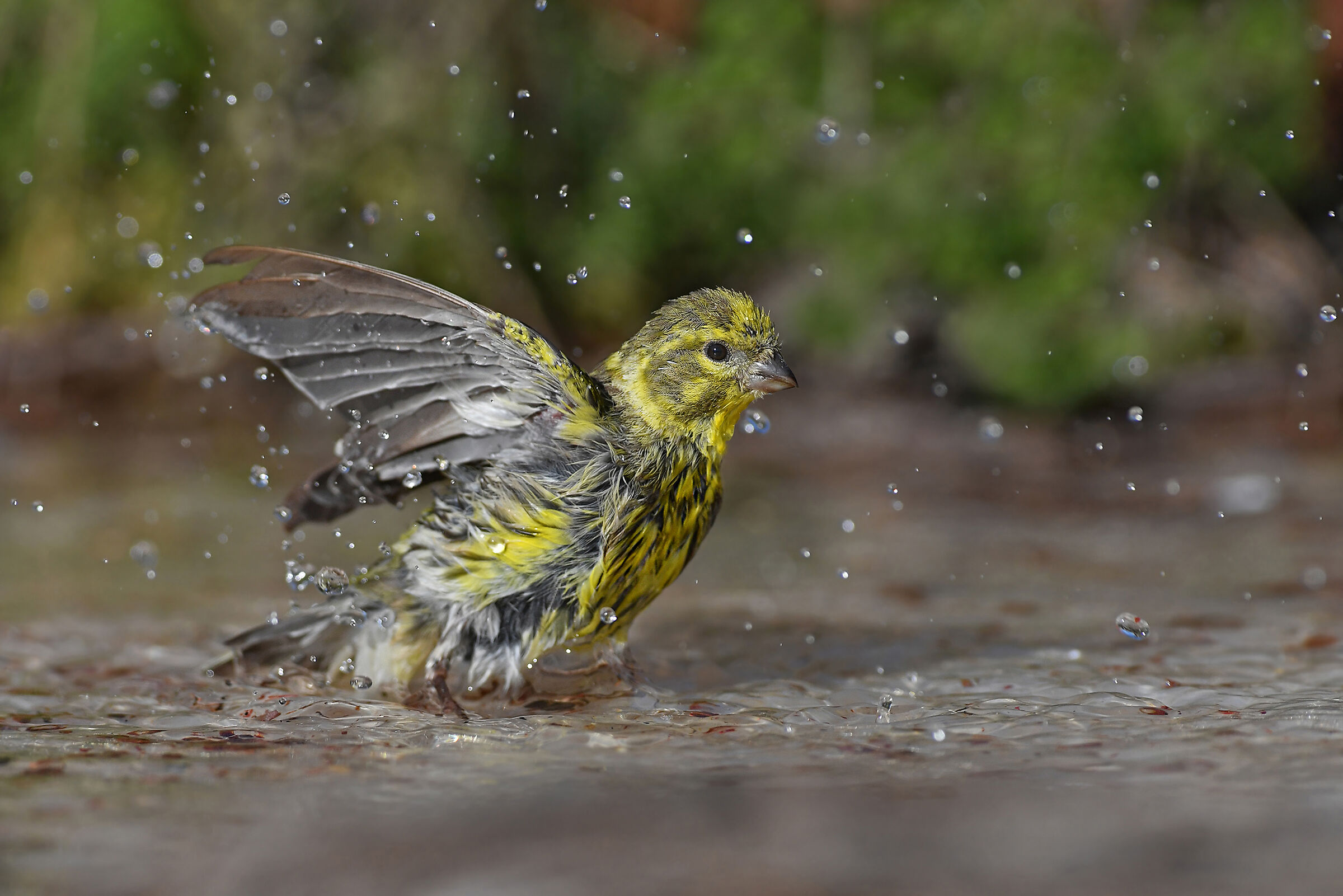 Stories of feathers 9 ( Verzellino )