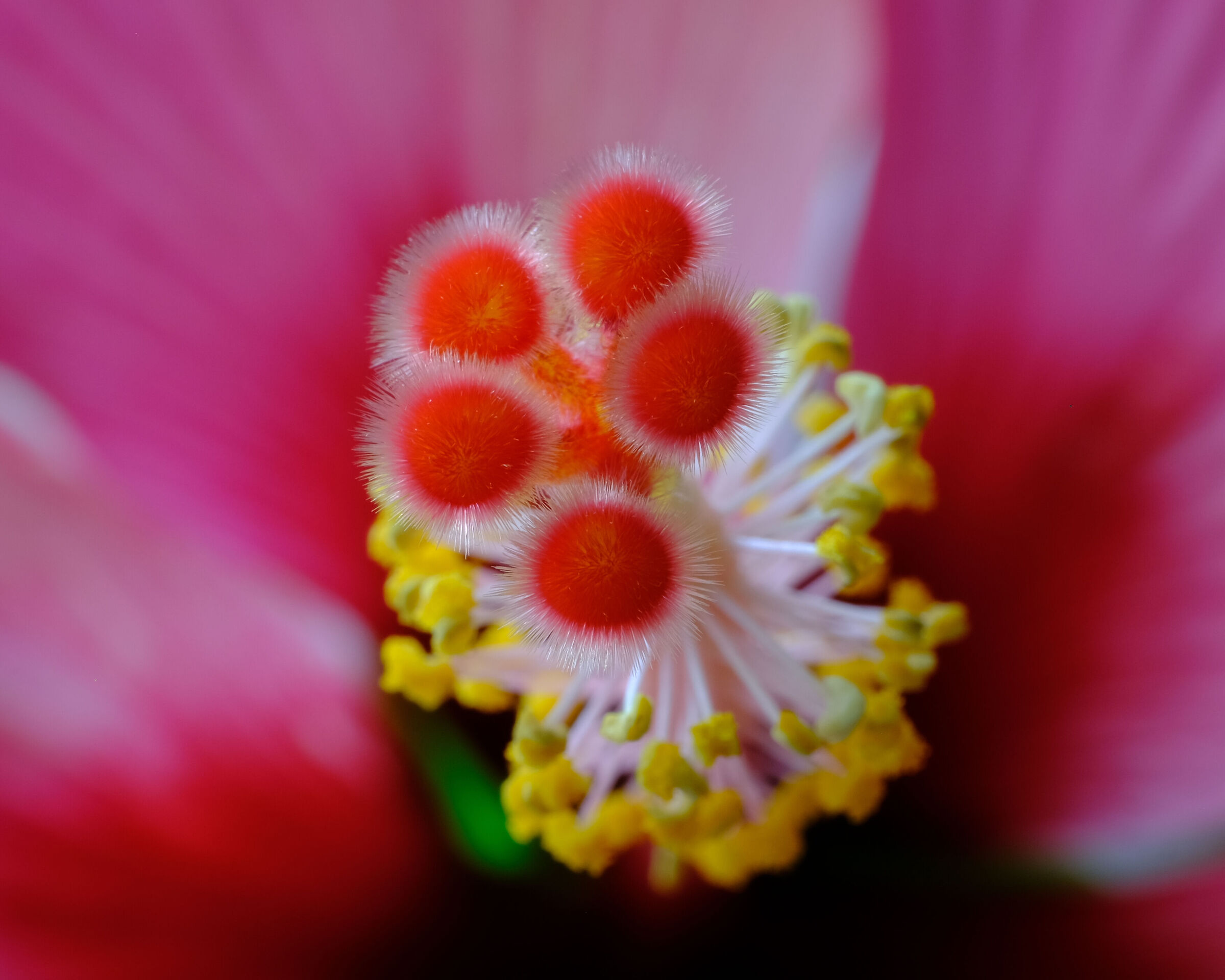 Inside the Ibiscus flower