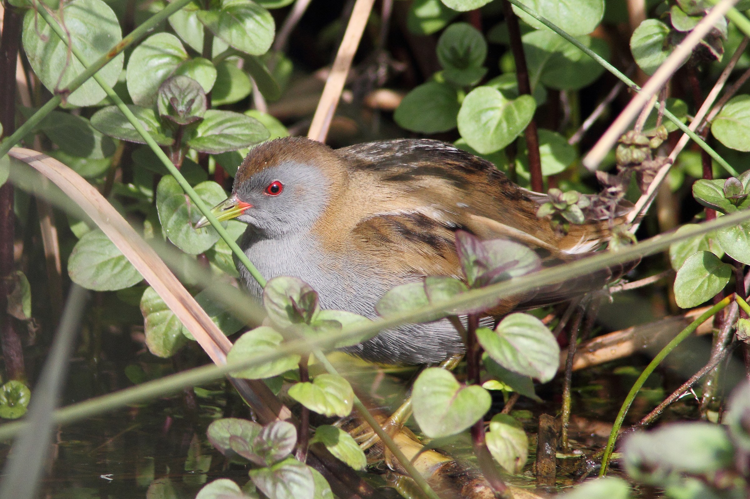 Schiribilla (Porzana parva)