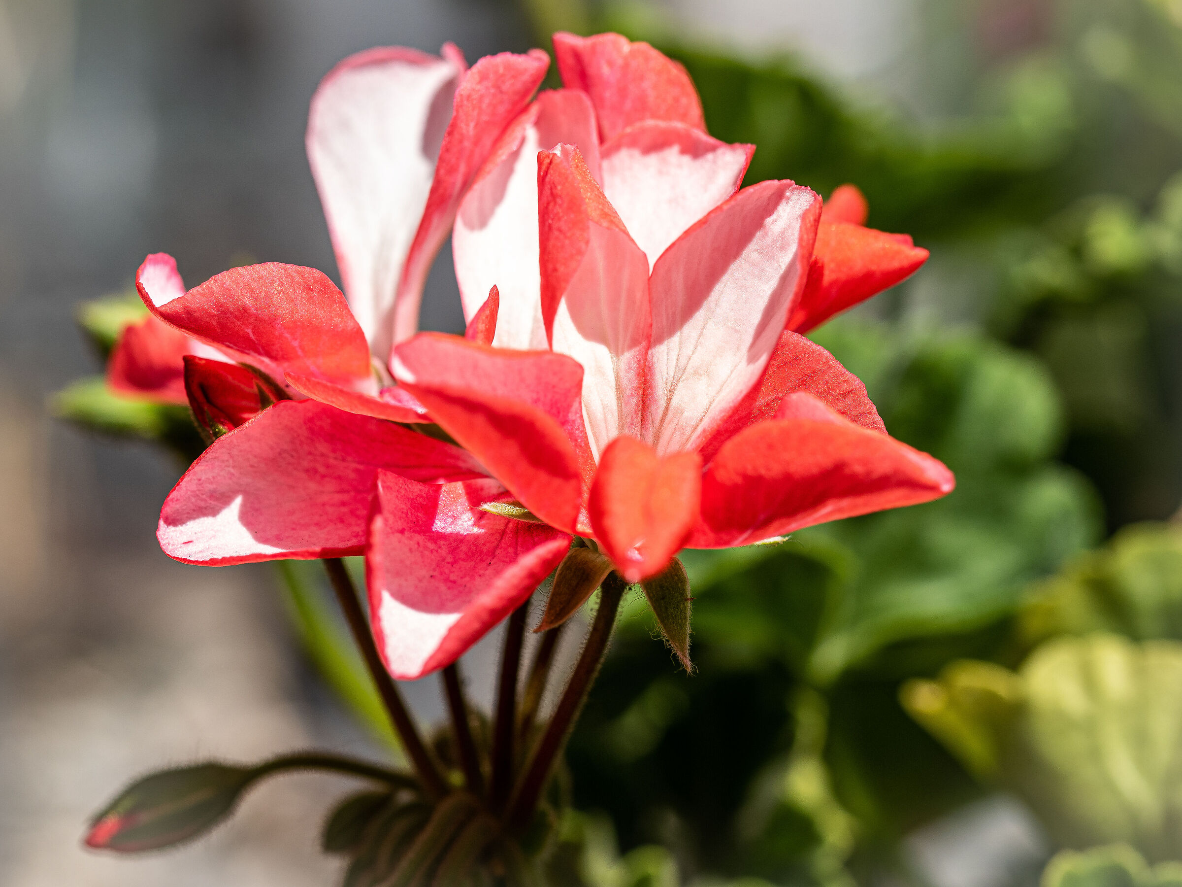 Freshly blossomed geranium
