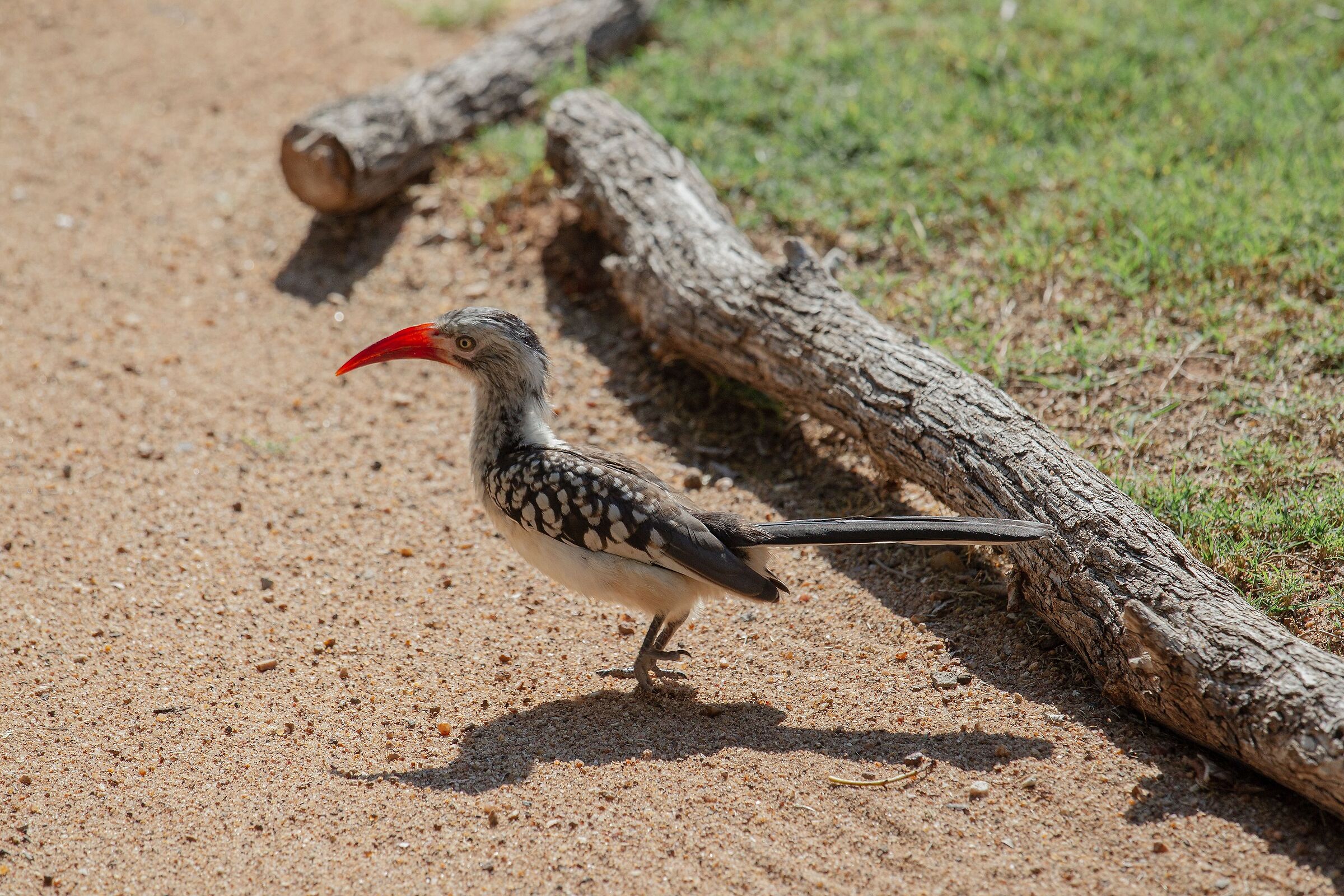 Due passi... a terra