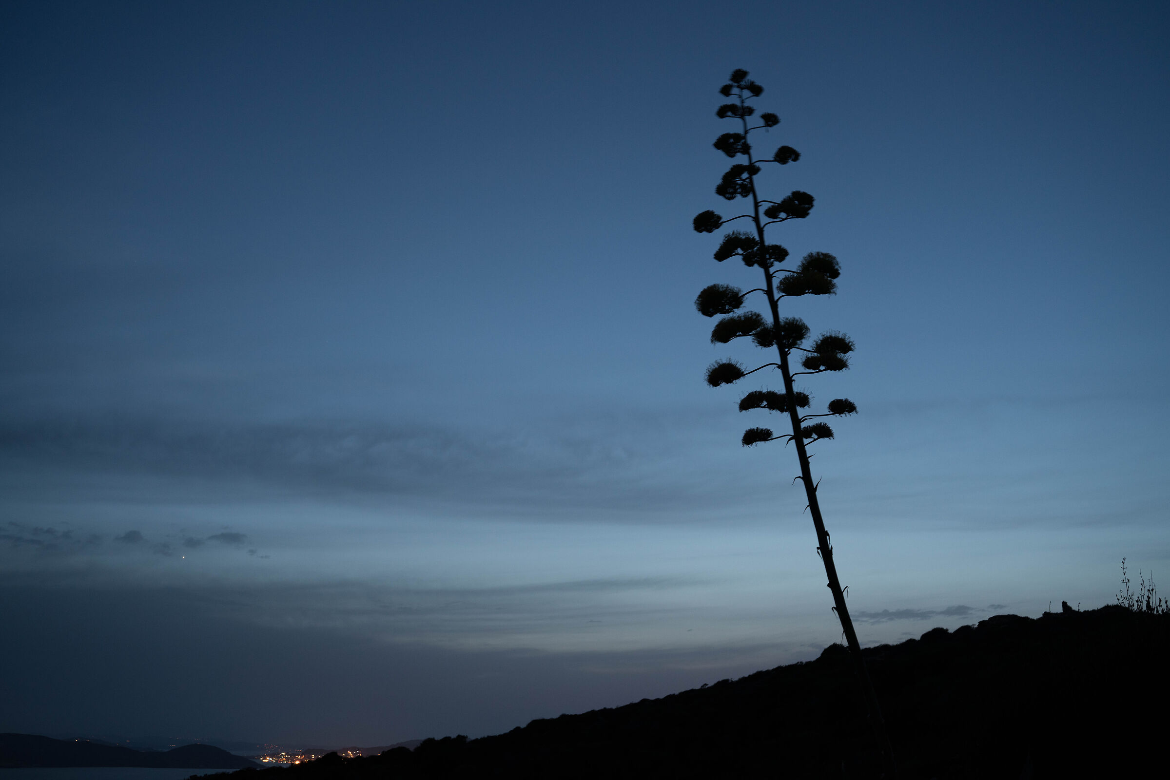 Agave