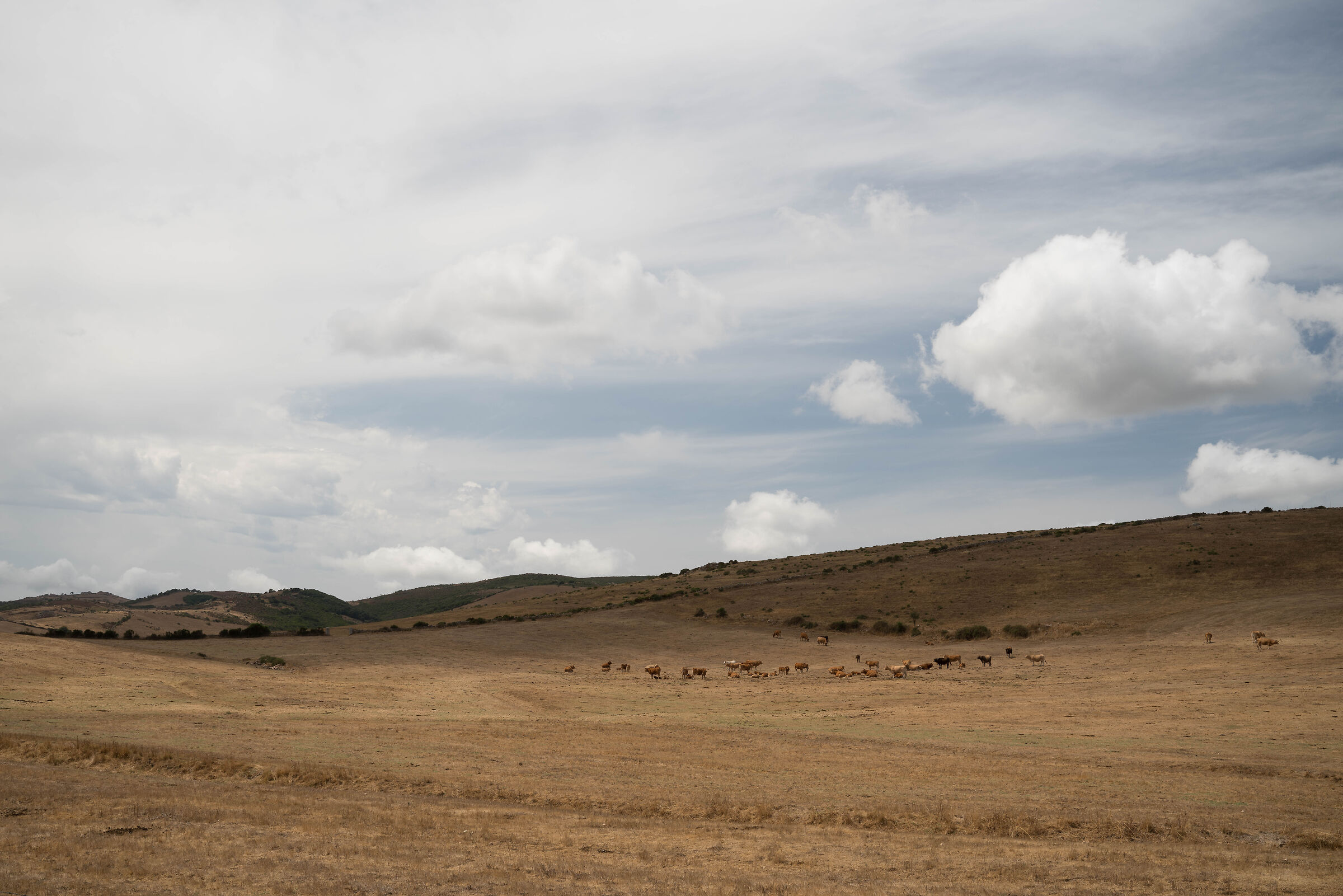 Campagna gallurese