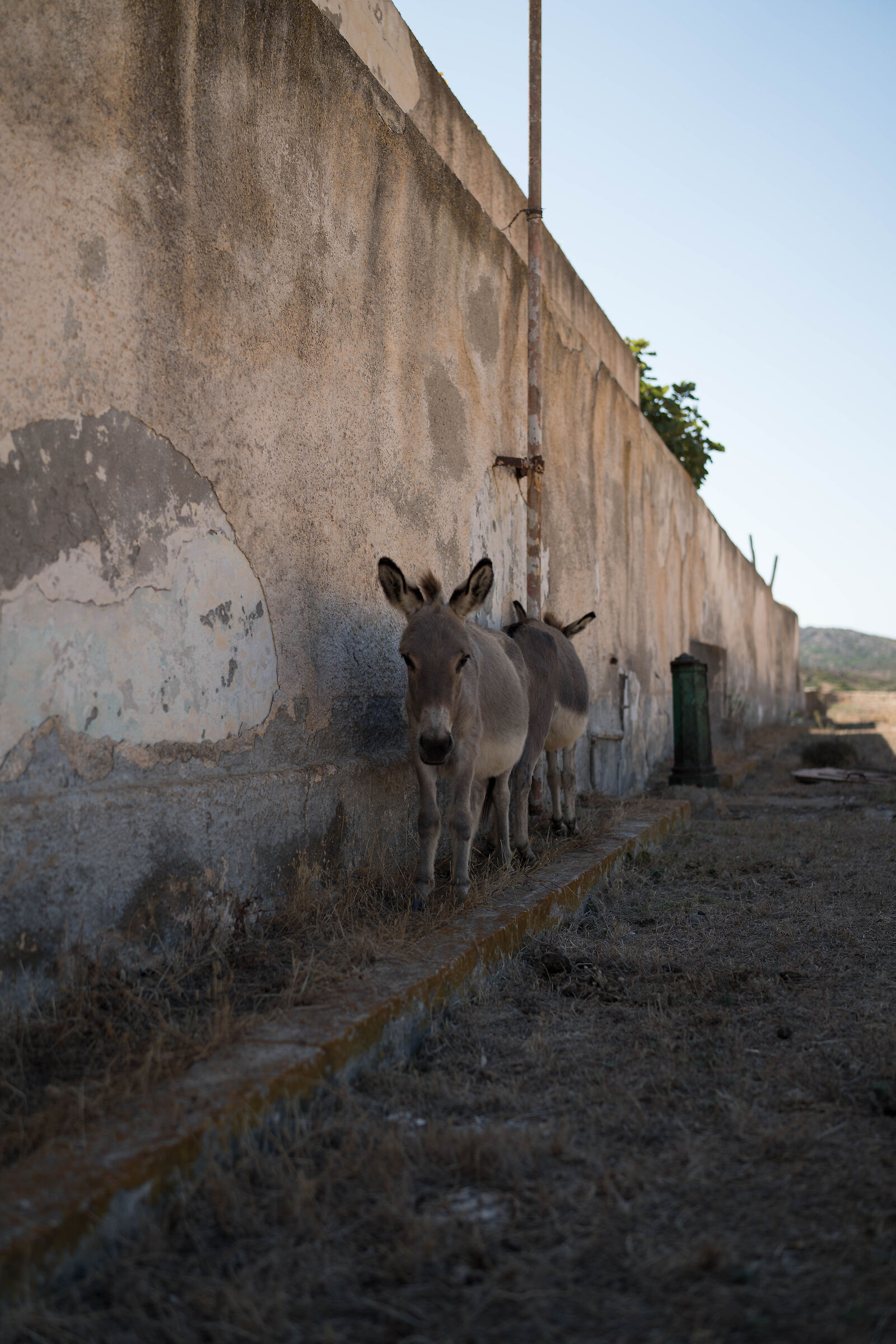 Cercando ombra