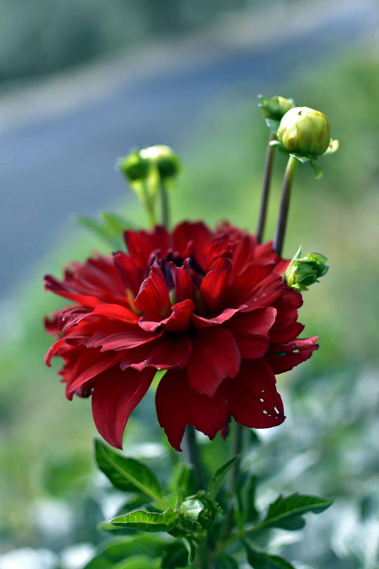 Dahlia