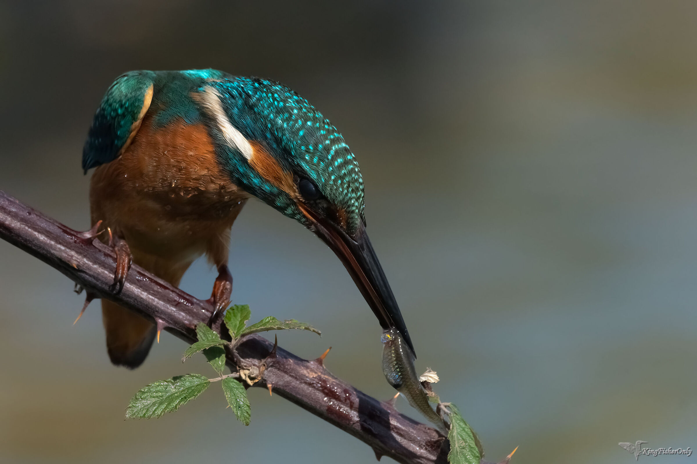 Kingfisher