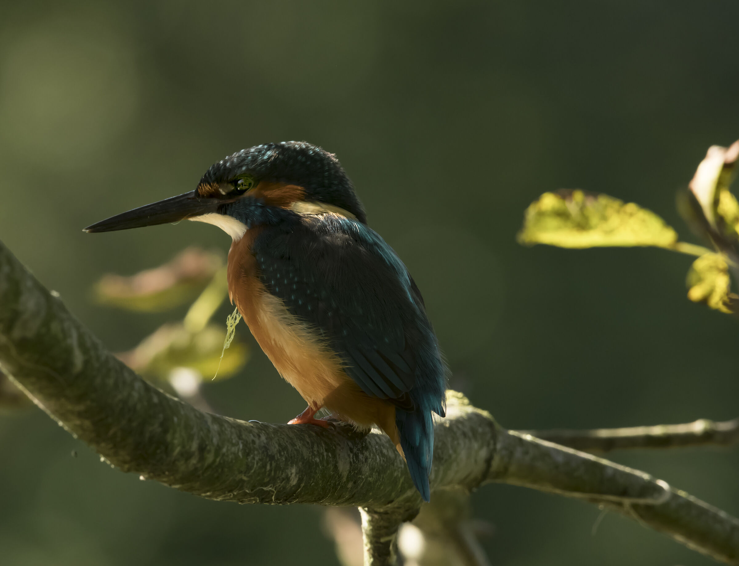 kingfisher