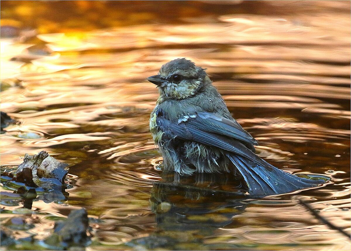 '' cinciarella '' Ticino Park