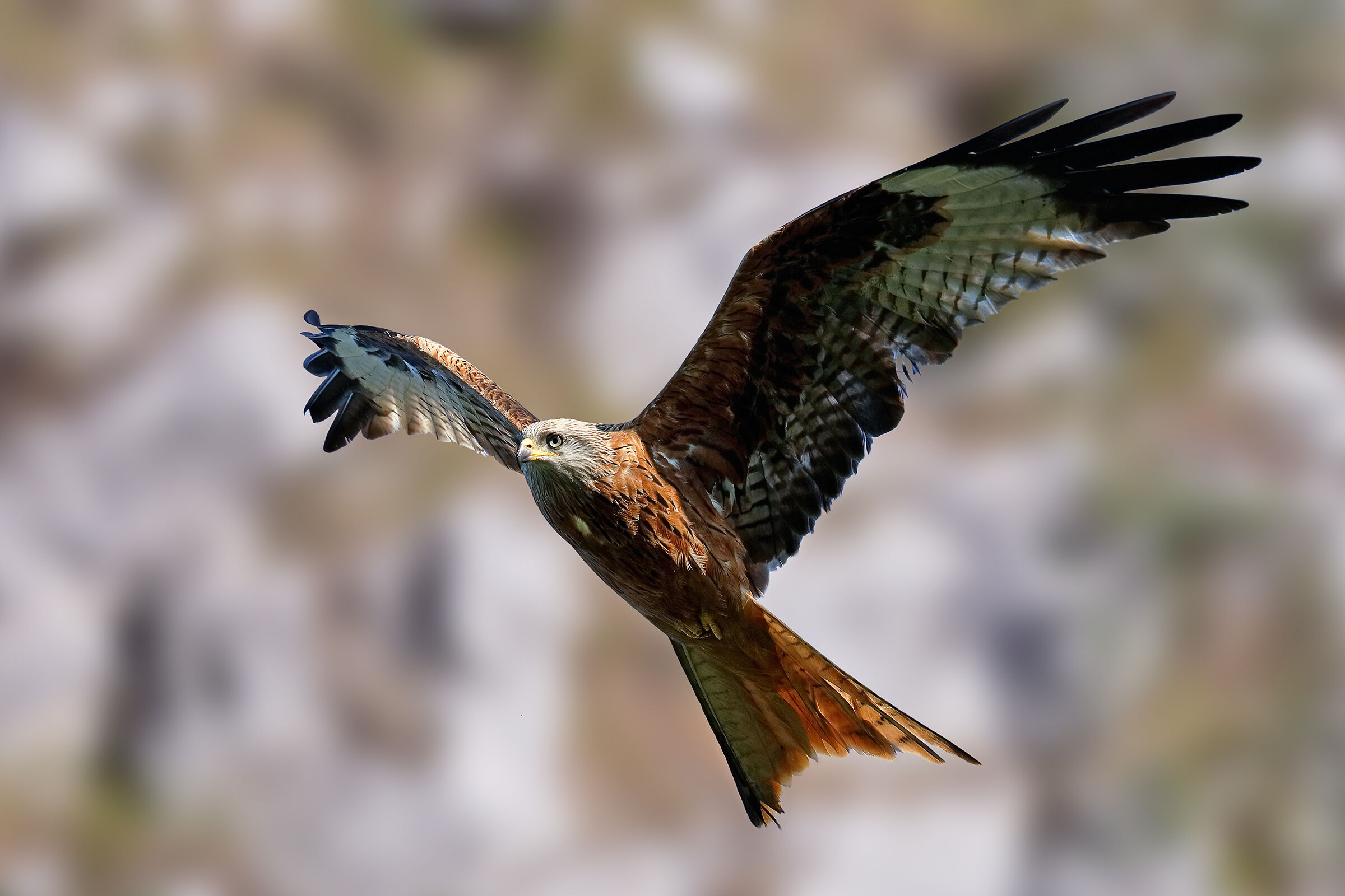 Red kite