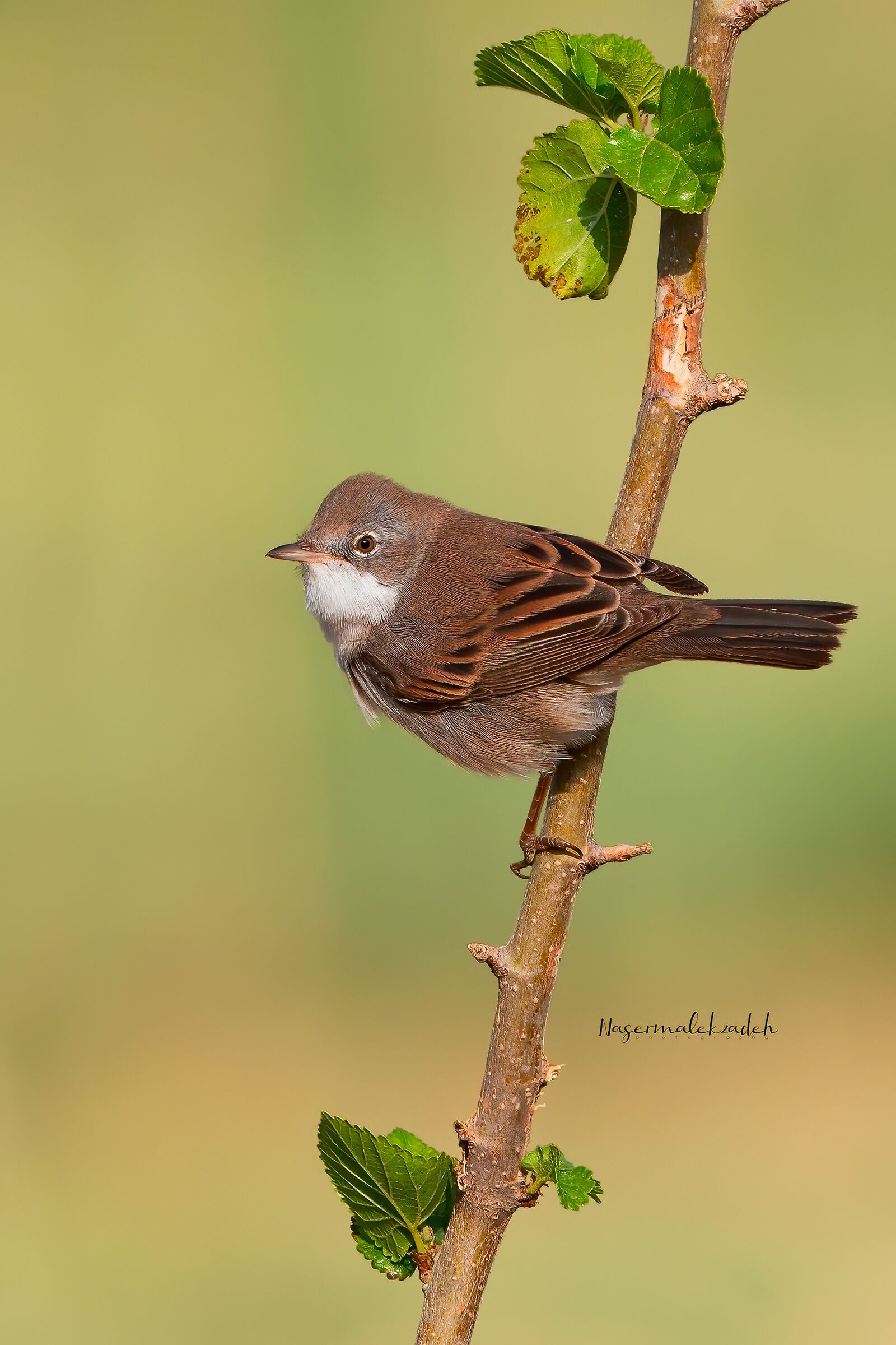 Whitethroat