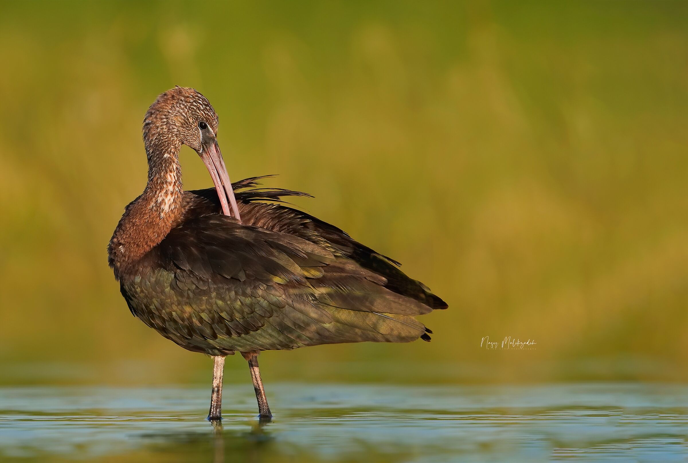 Gloosy ibis