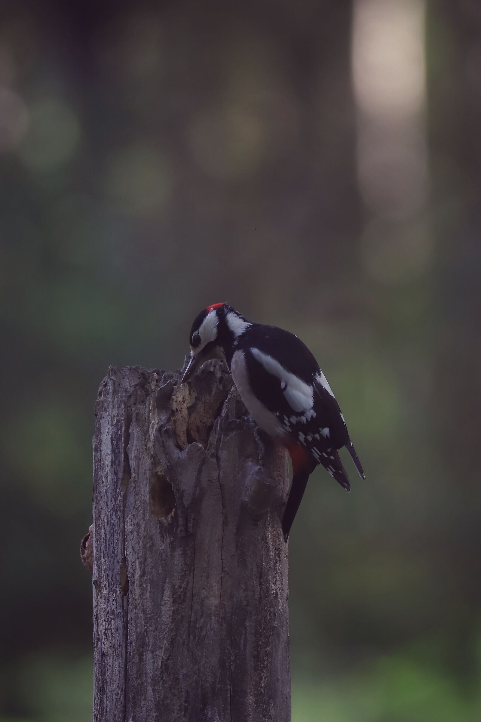 picchio rosso maggiore