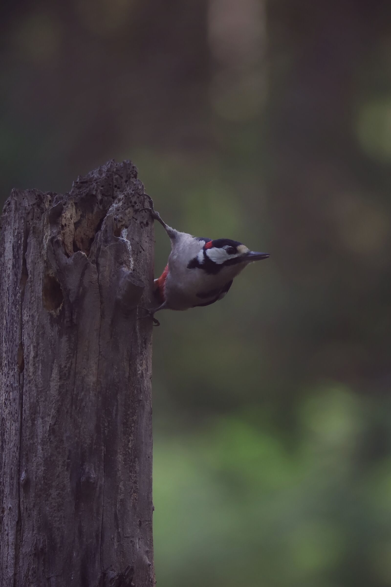 picchio rosso maggiore