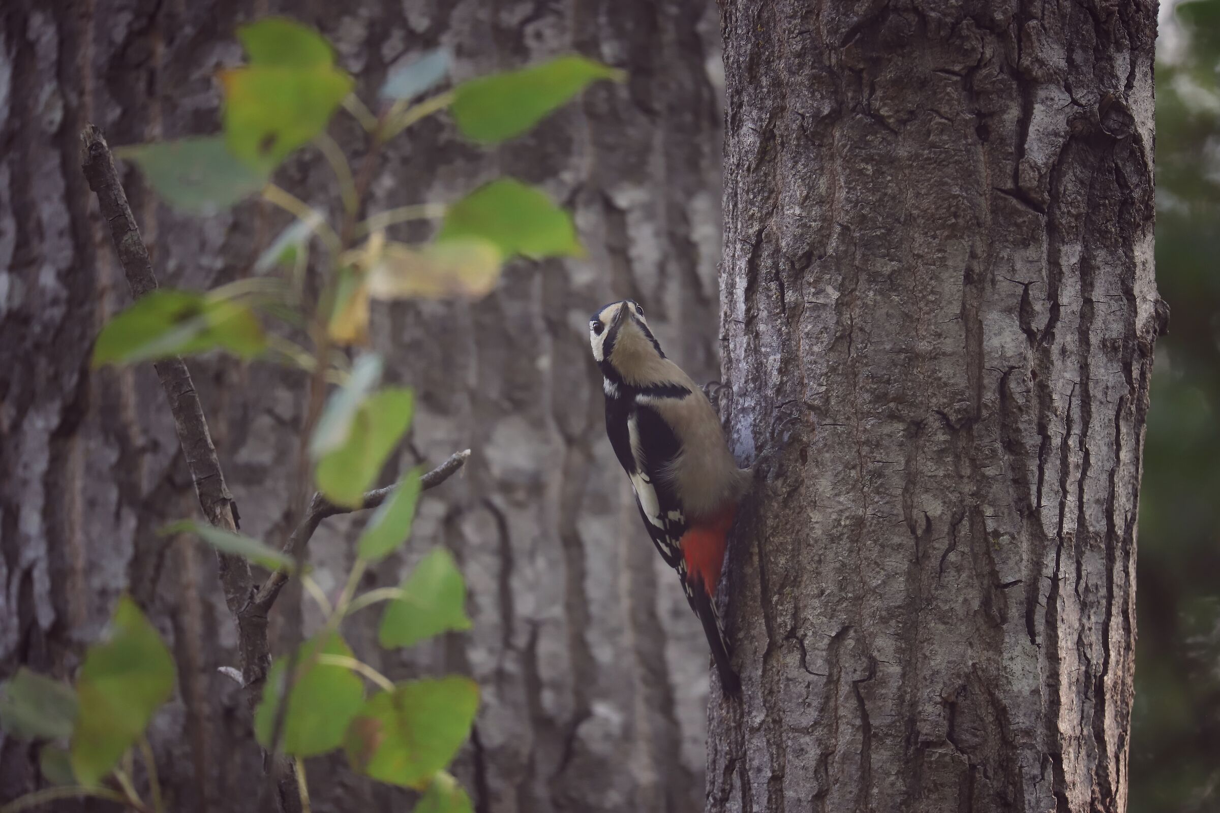picchio rosso maggiore