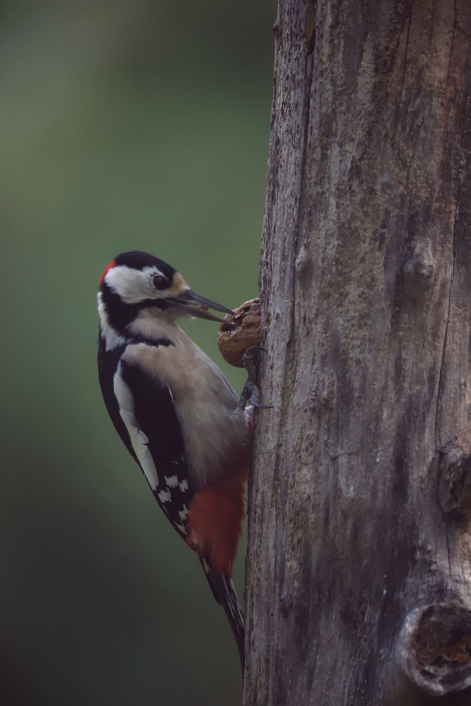 picchio rosso maggiore