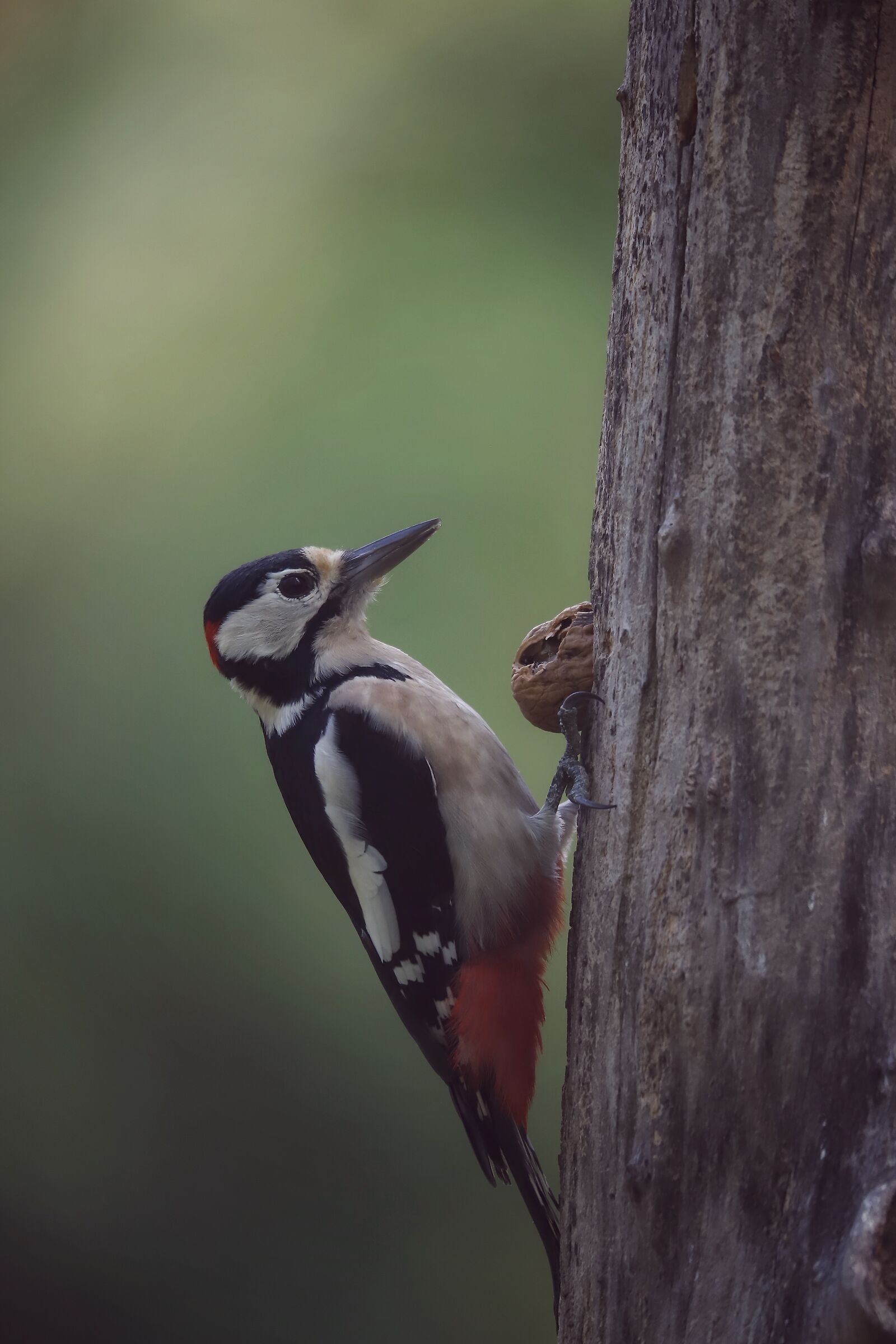 picchio rosso maggiore