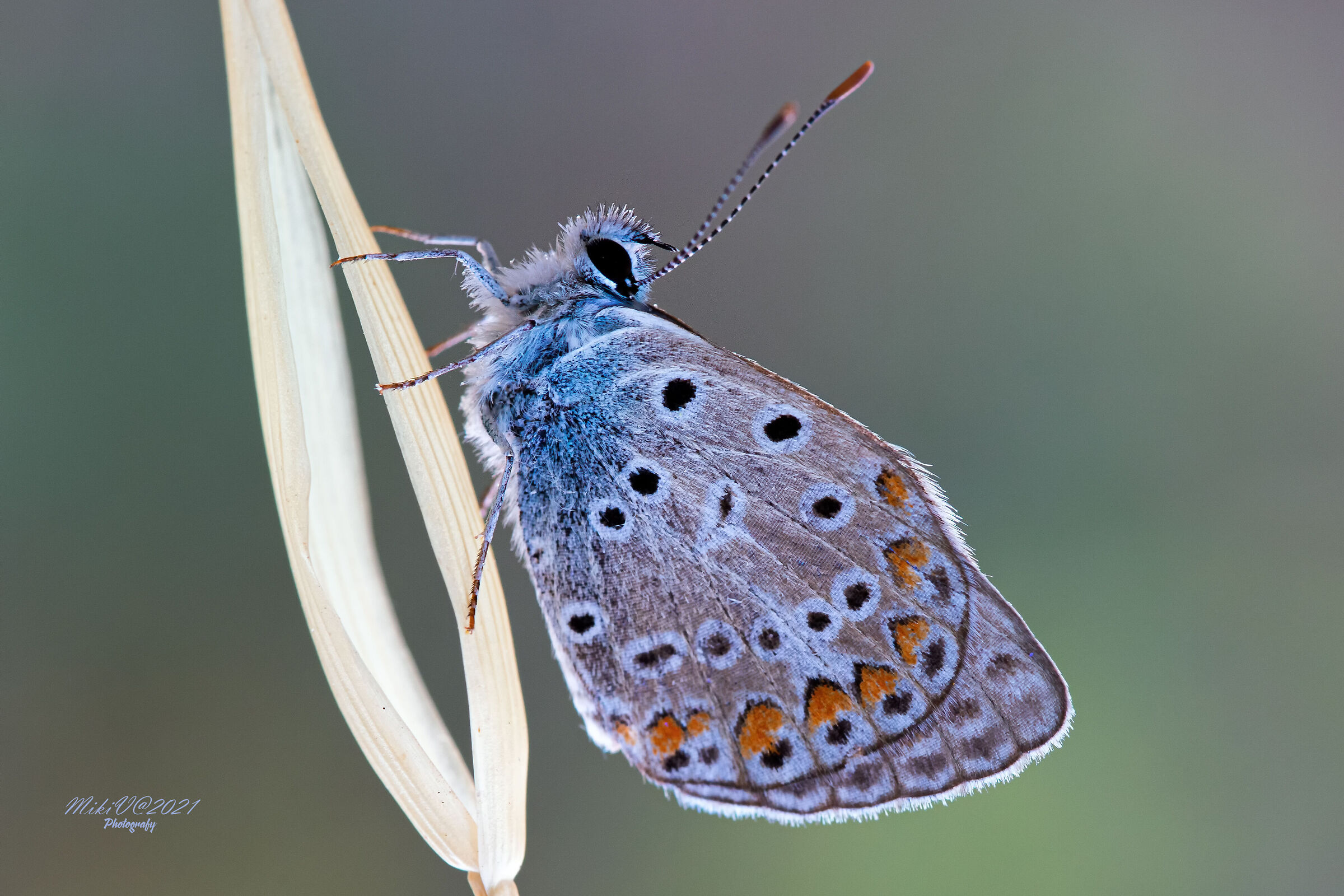 Polyommatus icarus