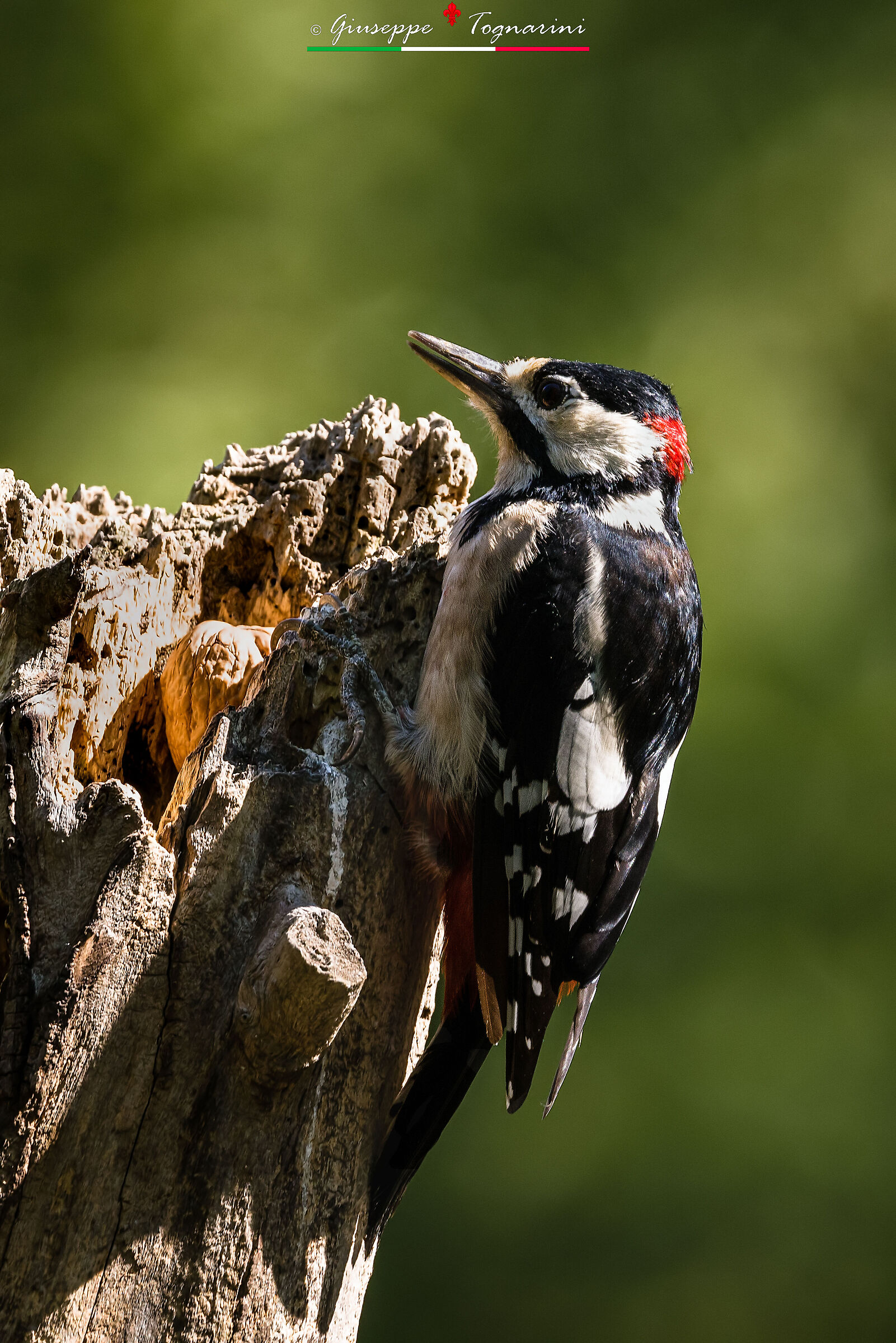 Major red woodpecker n.2
