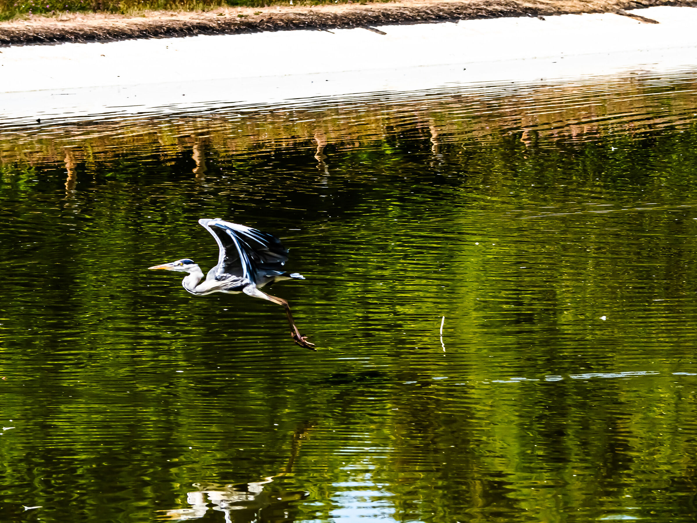 Heron flying over an artificial pond
